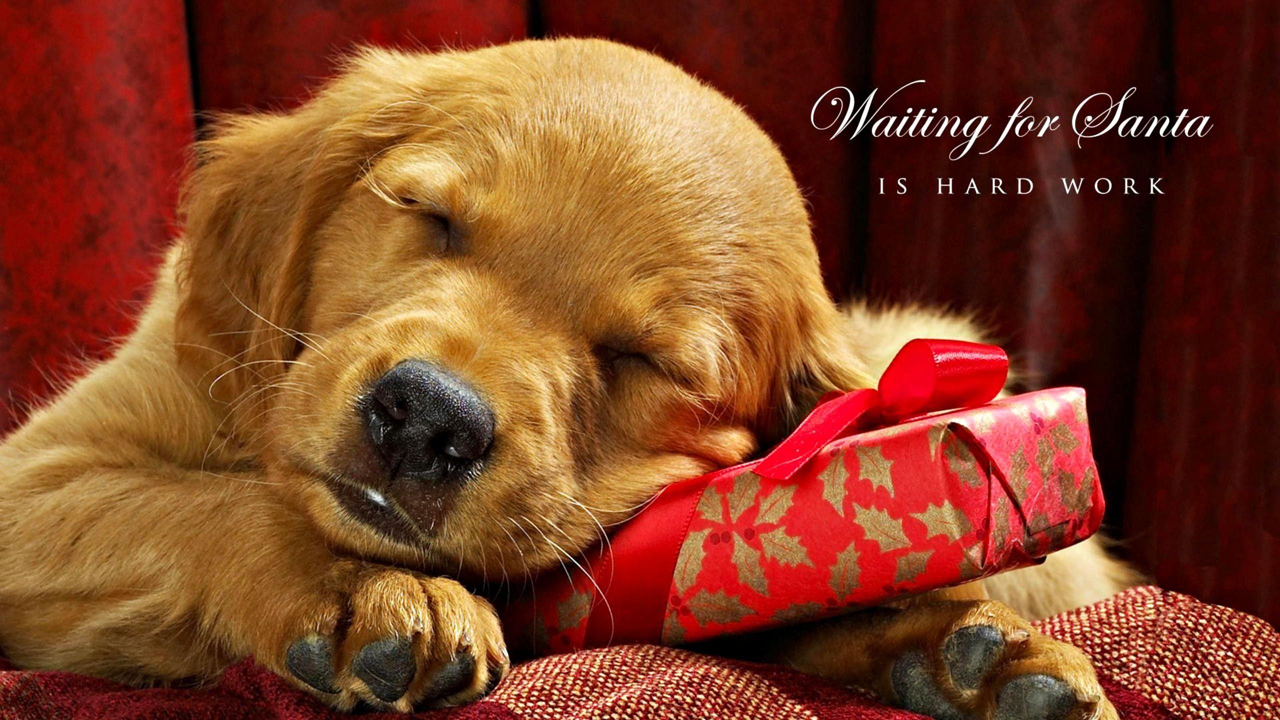 2560x1440 √ Now Is The Time For You To Know The Truth About Cute Christmas