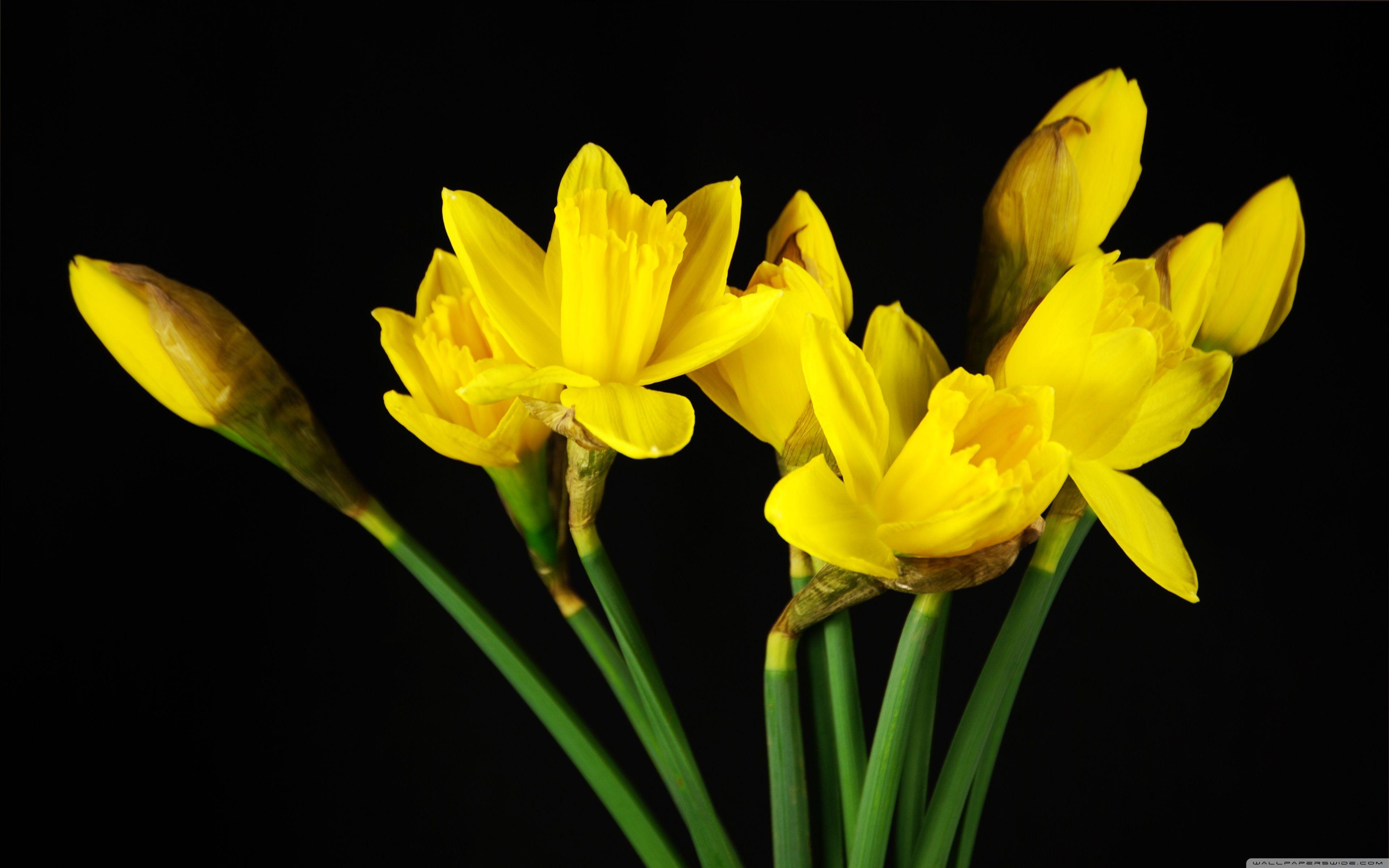 daffodil wallpapers top free daffodil backgrounds wallpaperaccess daffodil wallpapers top free daffodil