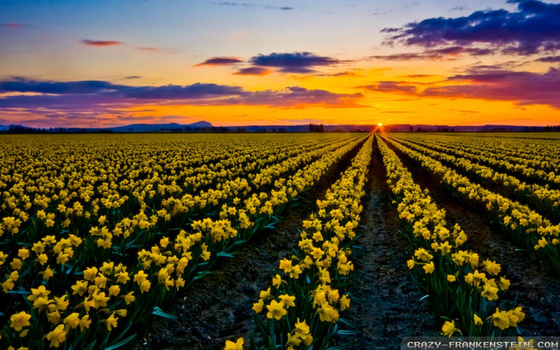 Fresh flowers daffodils desktop Wallpaperfree  Daffodils Yellow daffodils  Daffodil flower