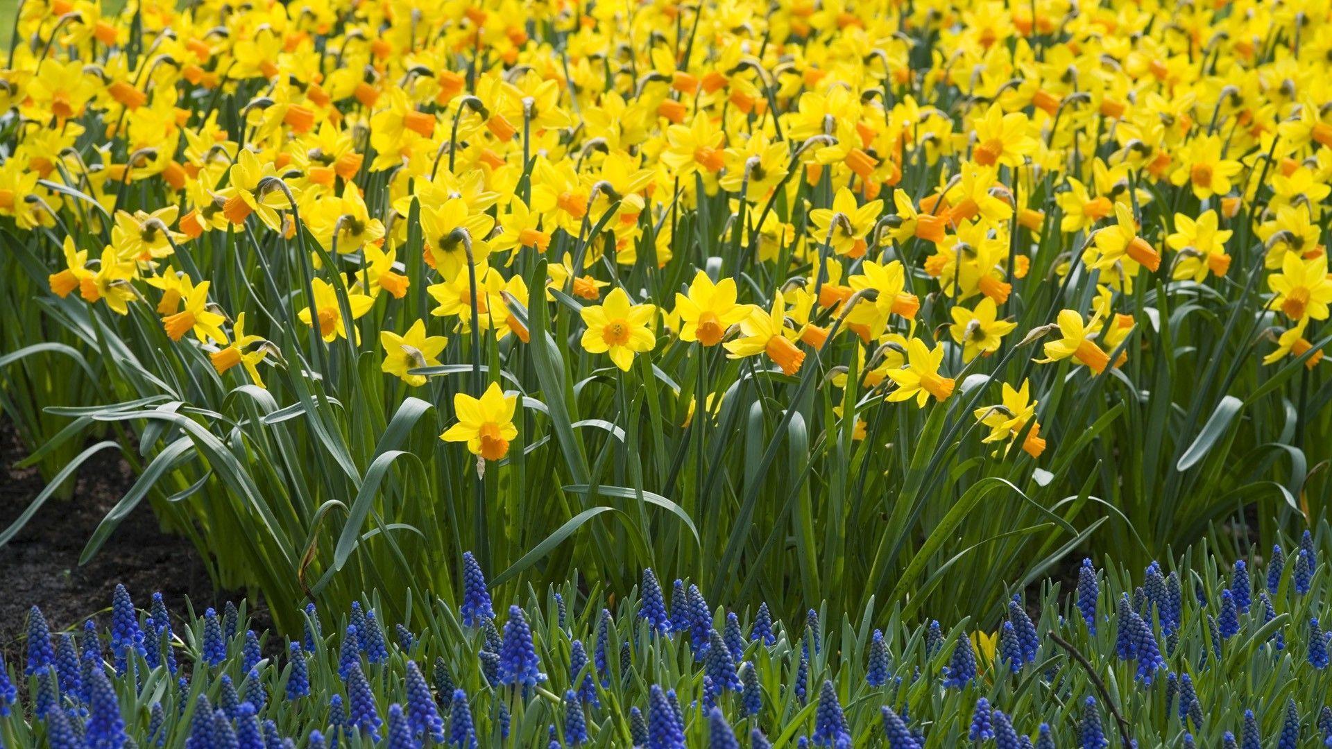 1920x1080 Flowers Download Nature Daffodils Wallpaper 1920x1080 Wallpoper
