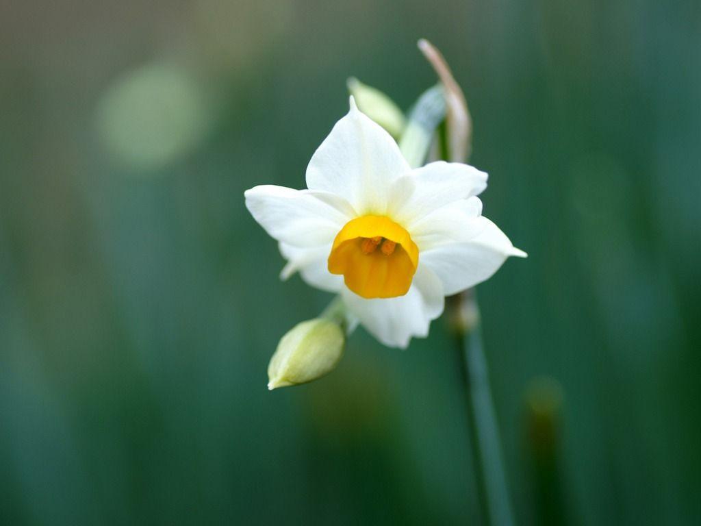 1024x768 Daffodil Flowers Wallpaper HD Picture