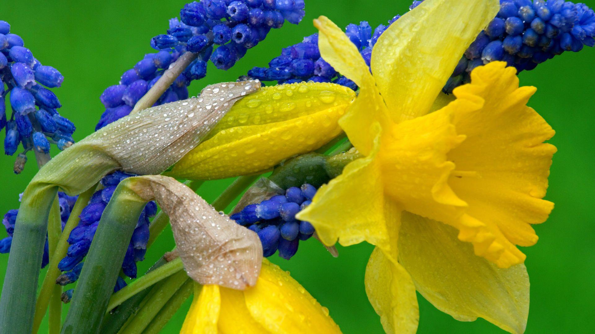 1920x1080 Daffodil Browser Themes & Desktop Pics