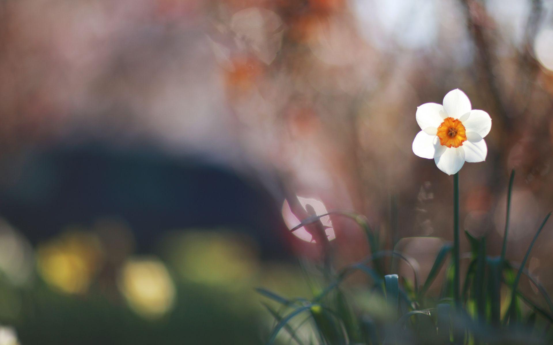 1920x1200 Daffodil Full HD Wallpaper and Background Imagex1200