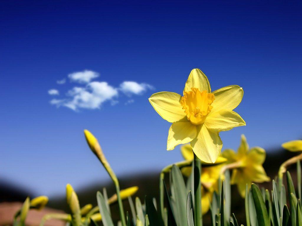 1024x768 Daffodil Wallpaper Full HD Image. HD Wallpaper Picture Image