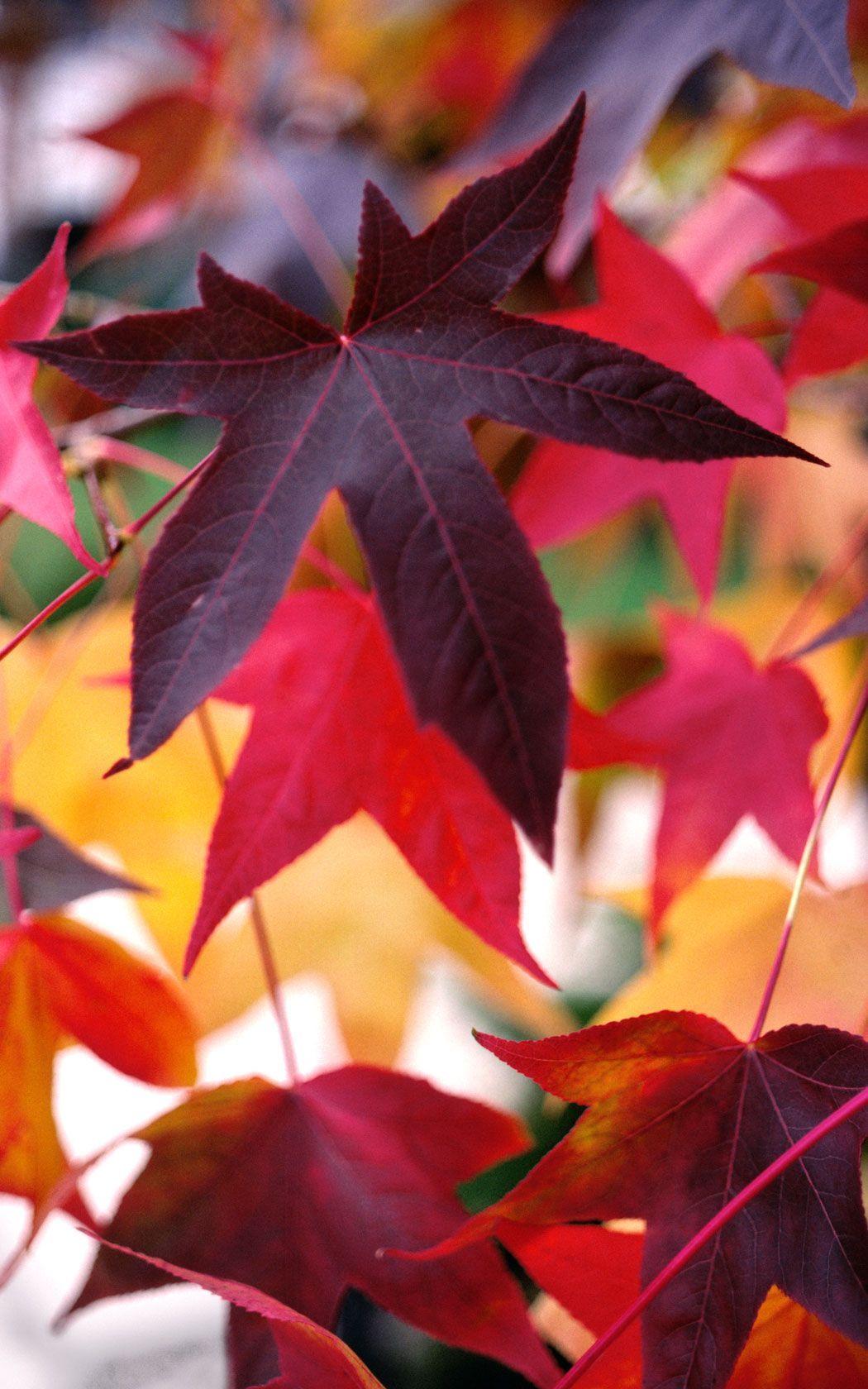 1050x1680 Desktop Picture: Gumdrop Leaves. Fall wallpaper, iPhone wallpaper, Autumn painting