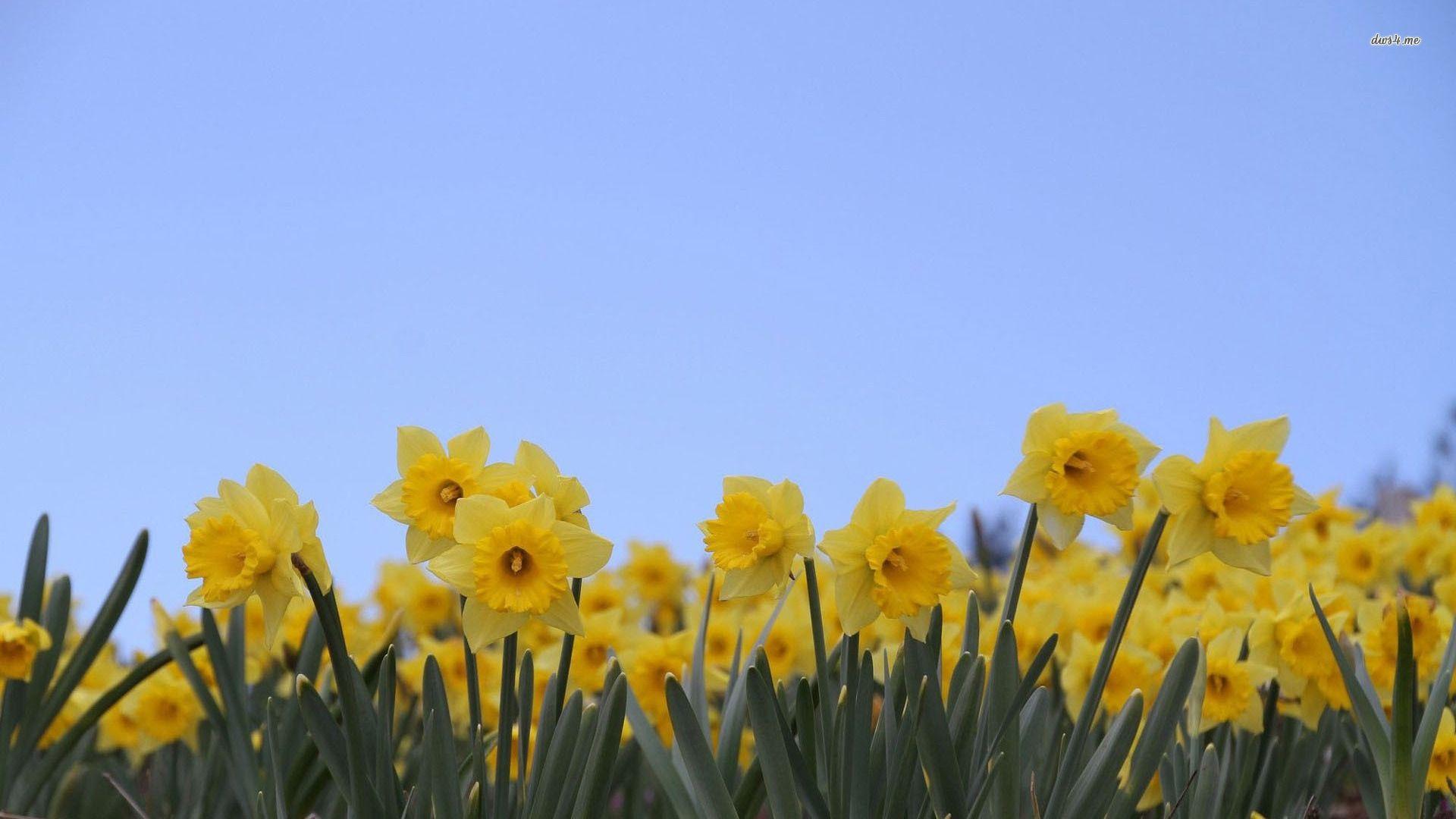 Daffodil Wallpapers Top Free Daffodil Backgrounds WallpaperAccess