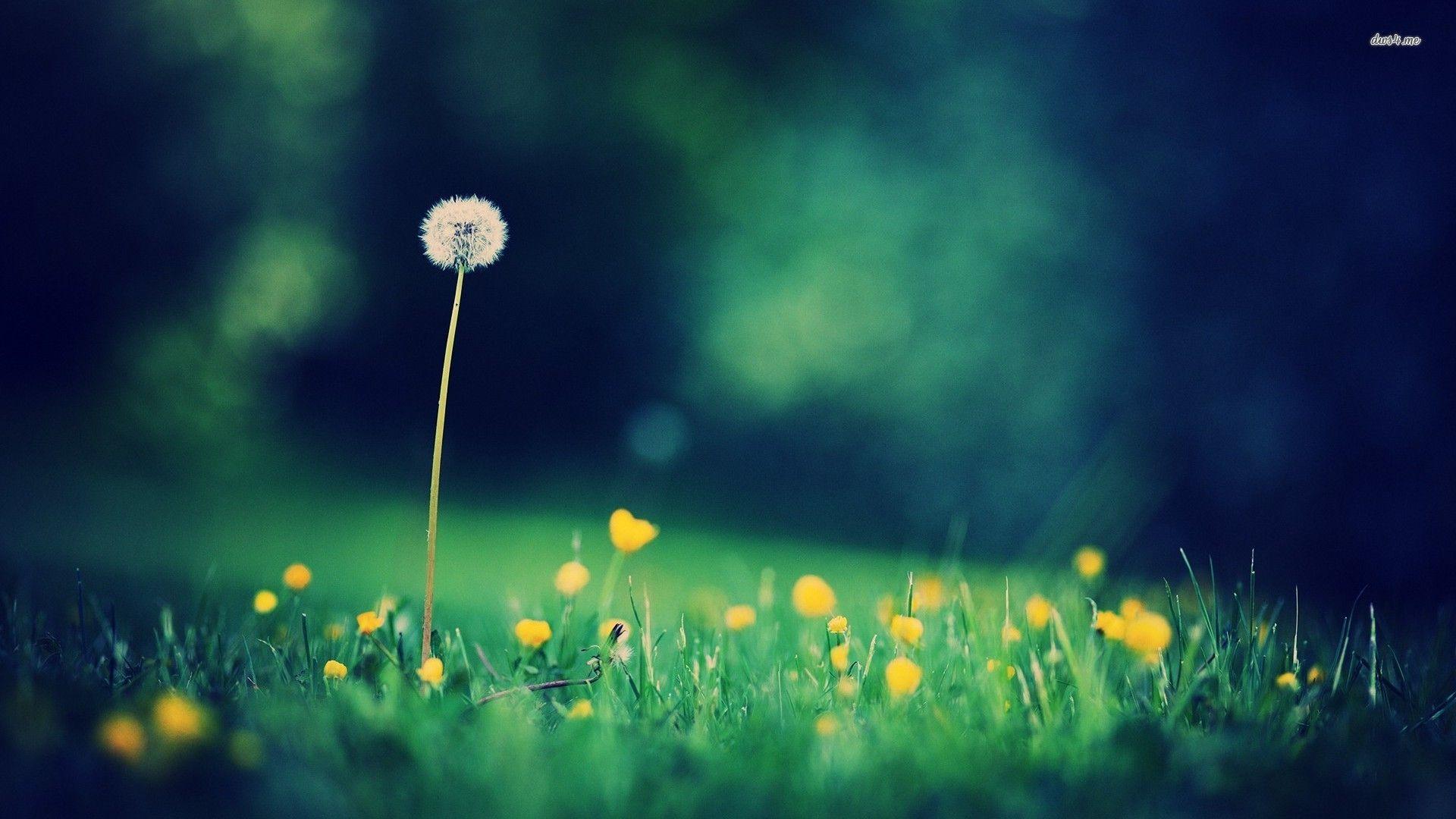 1920x1080 Daffodil wallpaperx1200