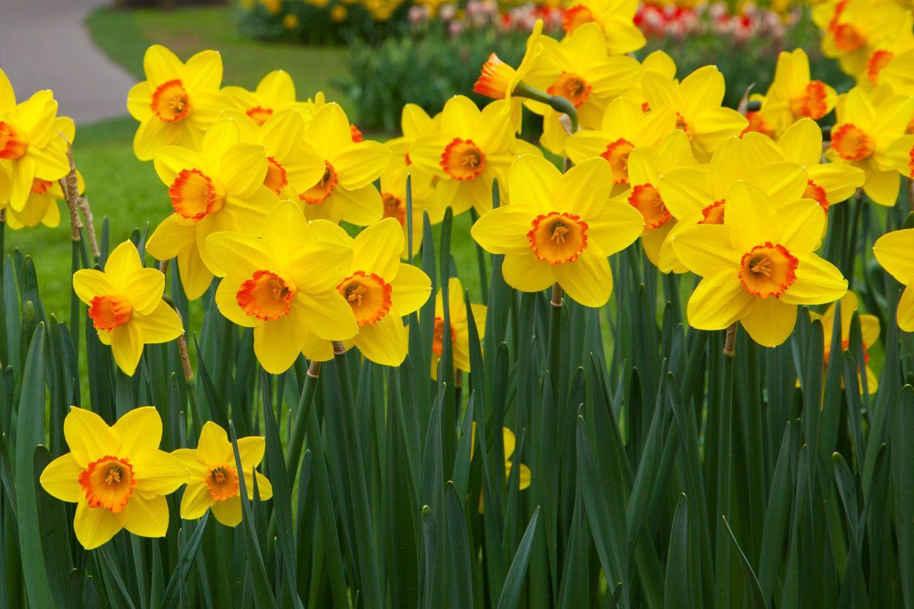 Daffodil Wallpapers Top Free Daffodil Backgrounds