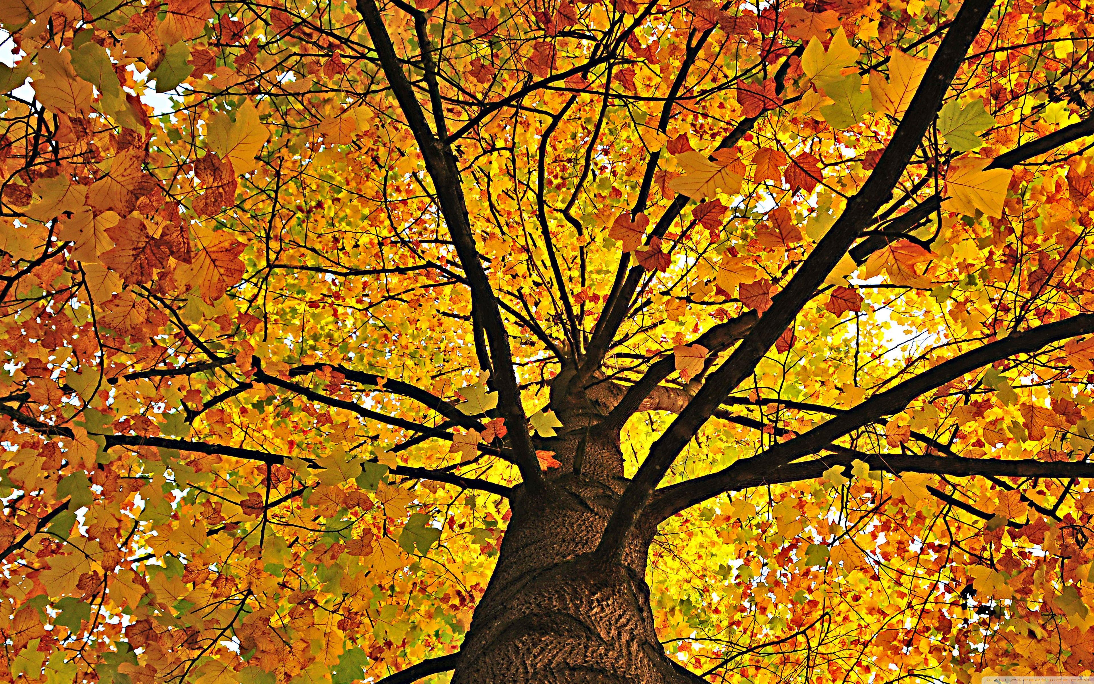 3840x2400 Yellow Tree Hdr Ultra HD Desktop Background Wallpaper for 4K UHD TV : Multi Display, Dual Monitor : Tablet