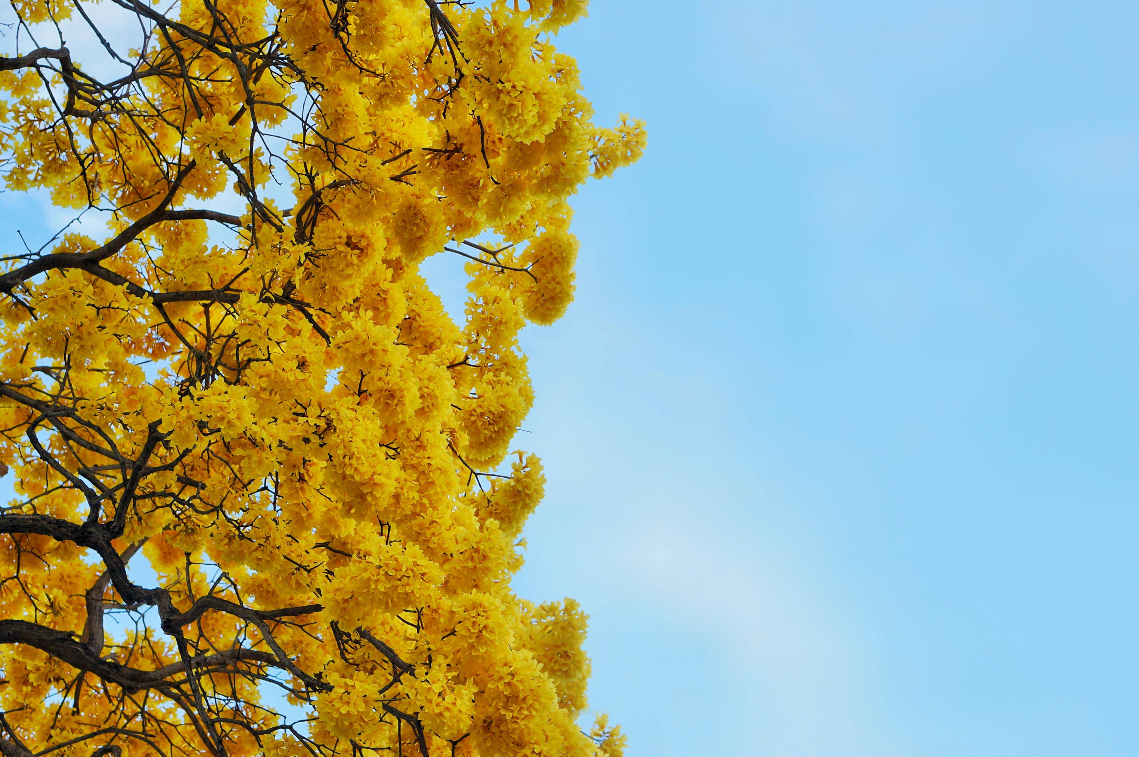 Yellow Tree Wallpapers Top Free Yellow Tree Backgrounds WallpaperAccess