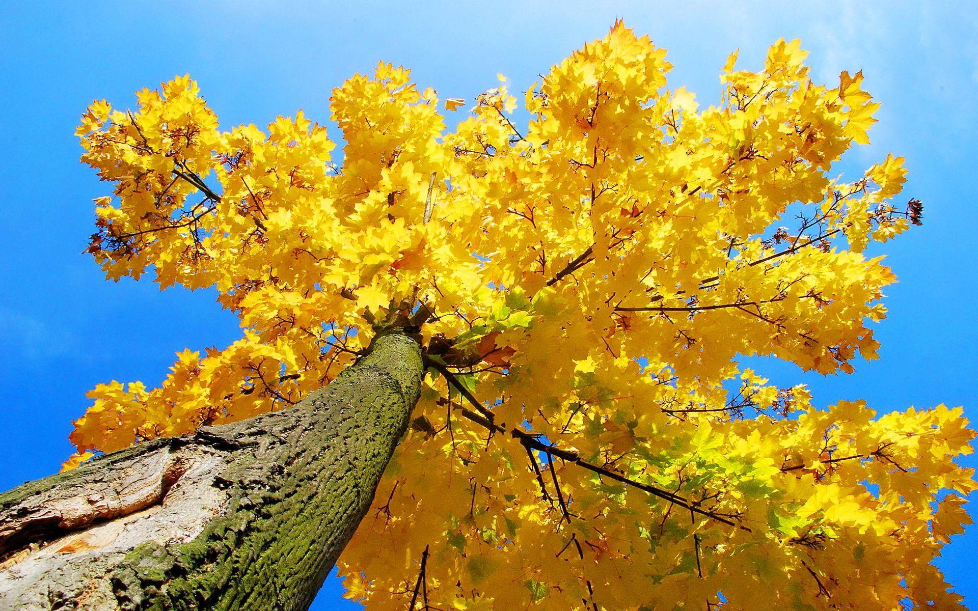 Yellow Tree Wallpapers Top Free Yellow Tree Backgrounds WallpaperAccess