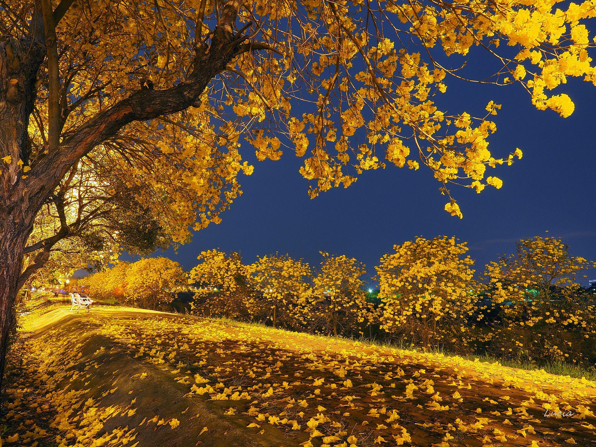 2048x1536 Autumn Yellow Leaves Falling Wallpaper Tree At Night Wallpaper & Background Download