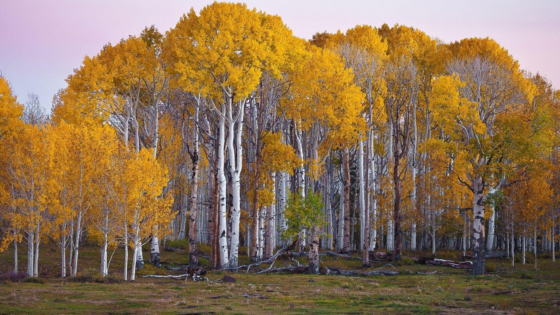 1920x1080 Birch Tree Wallpaper (1920×1080). Yellow Tree, Birch Tree Wallpaper, Aspen Trees