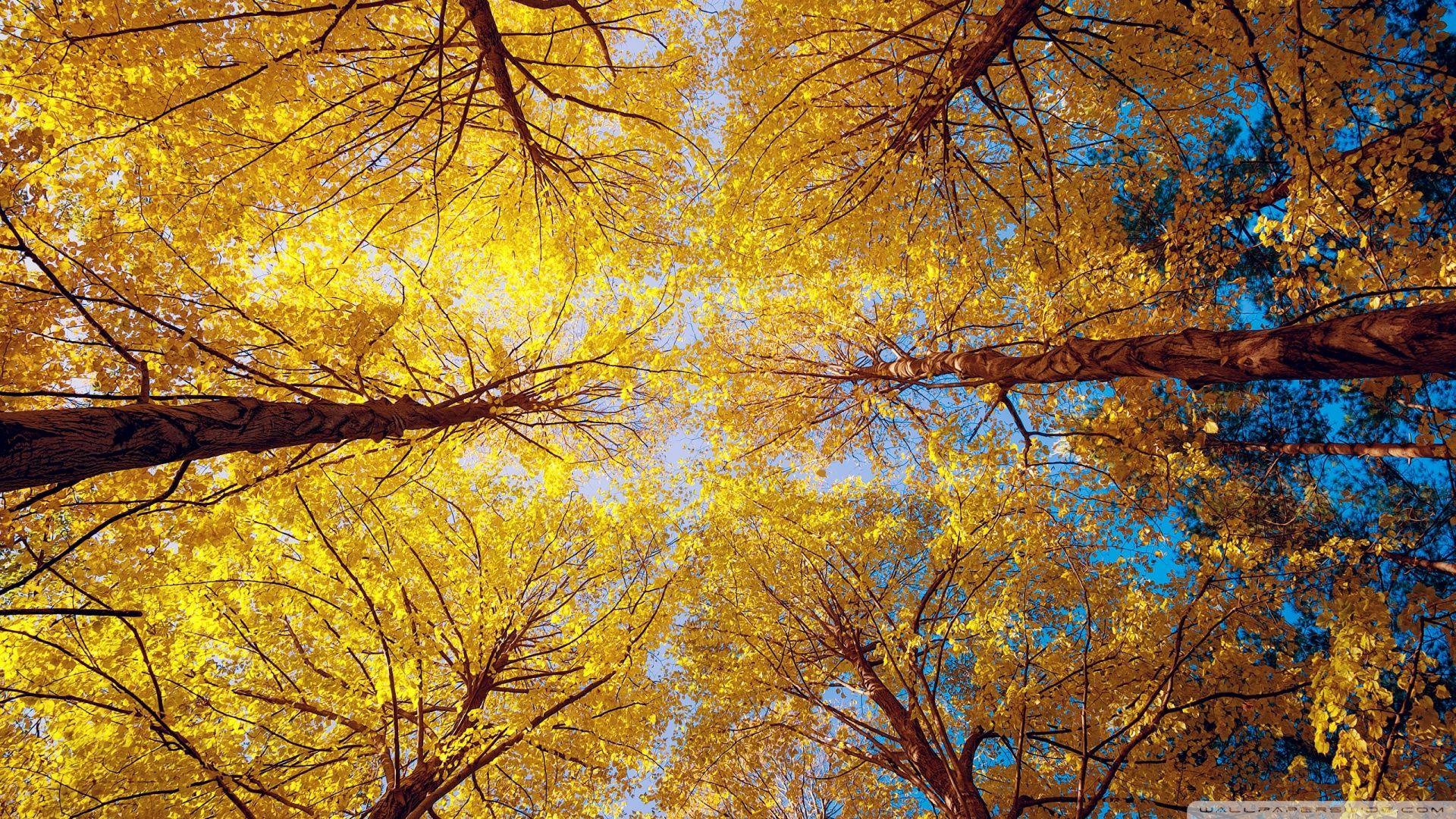 1920x1080 Yellow Trees Ultra HD Desktop Background Wallpaper for 4K UHD TV : Tablet