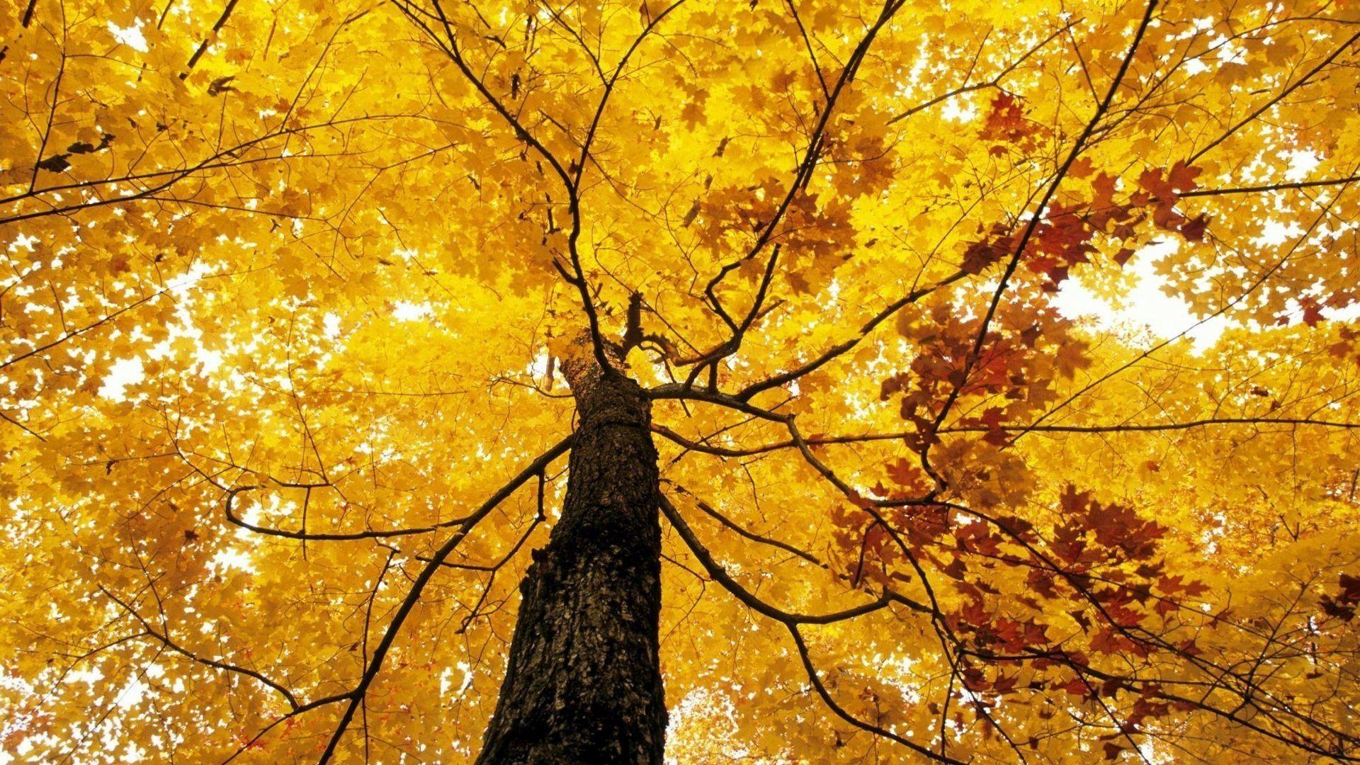 1920x1080 Yellow Tree HD Wallpaper