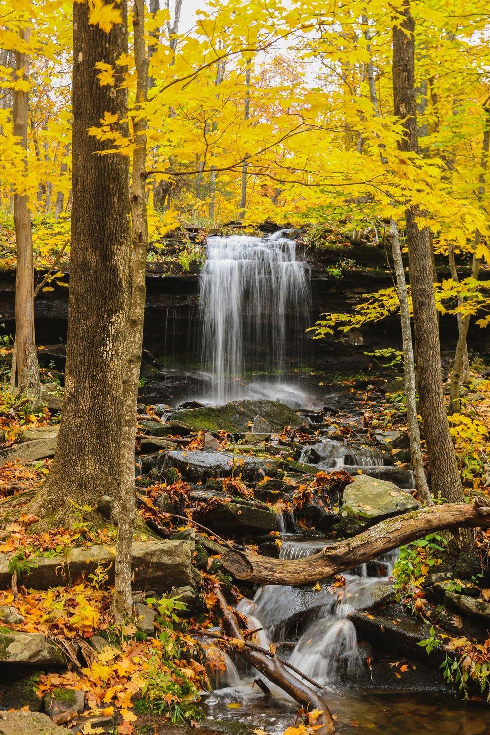1000x1500 Yellow Forest Picture. Download Free Image