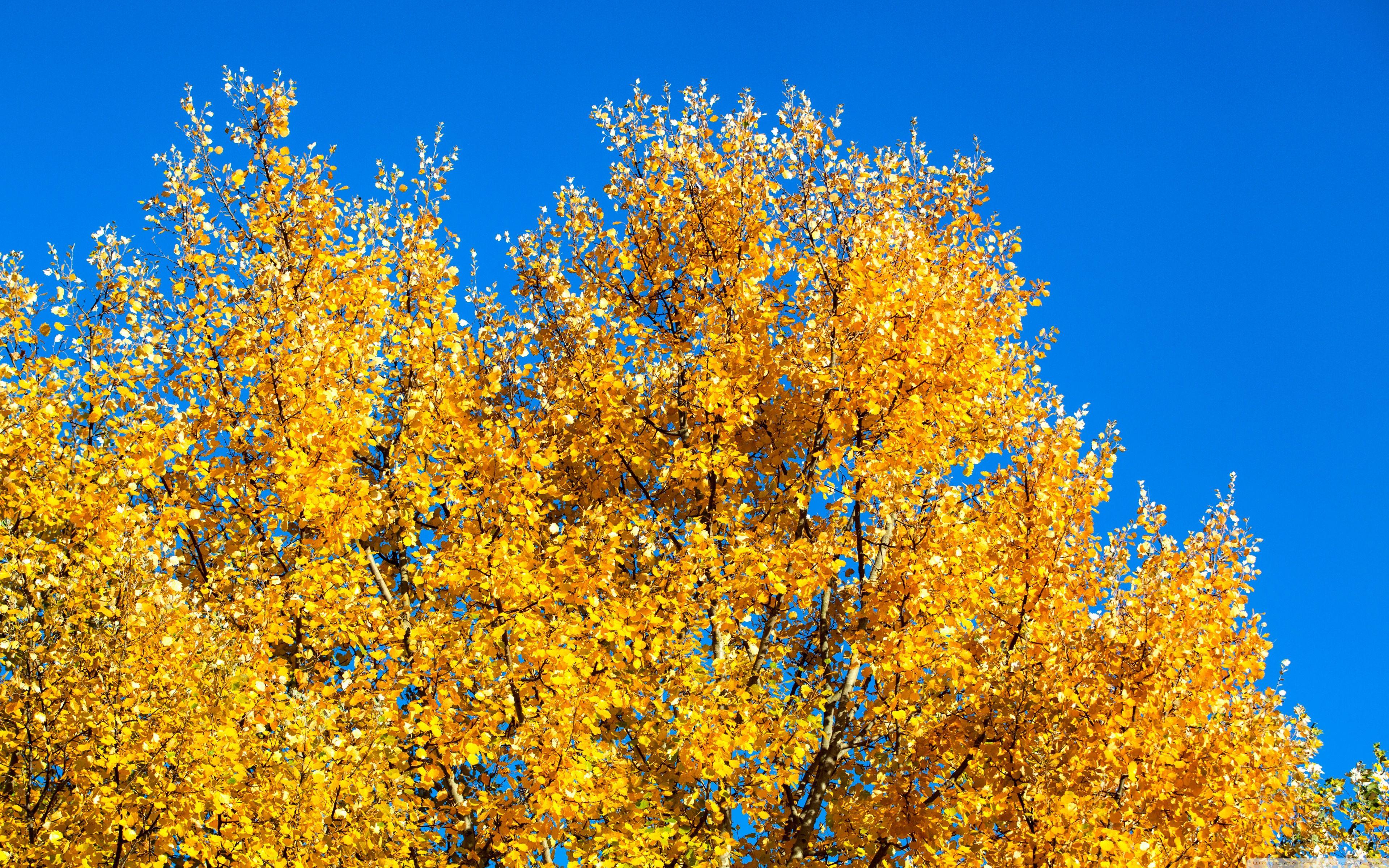 3840x2400 Yellow Tree Ultra HD Desktop Background Wallpaper for 4K UHD TV : Widescreen & UltraWide Desktop & Laptop : Tablet