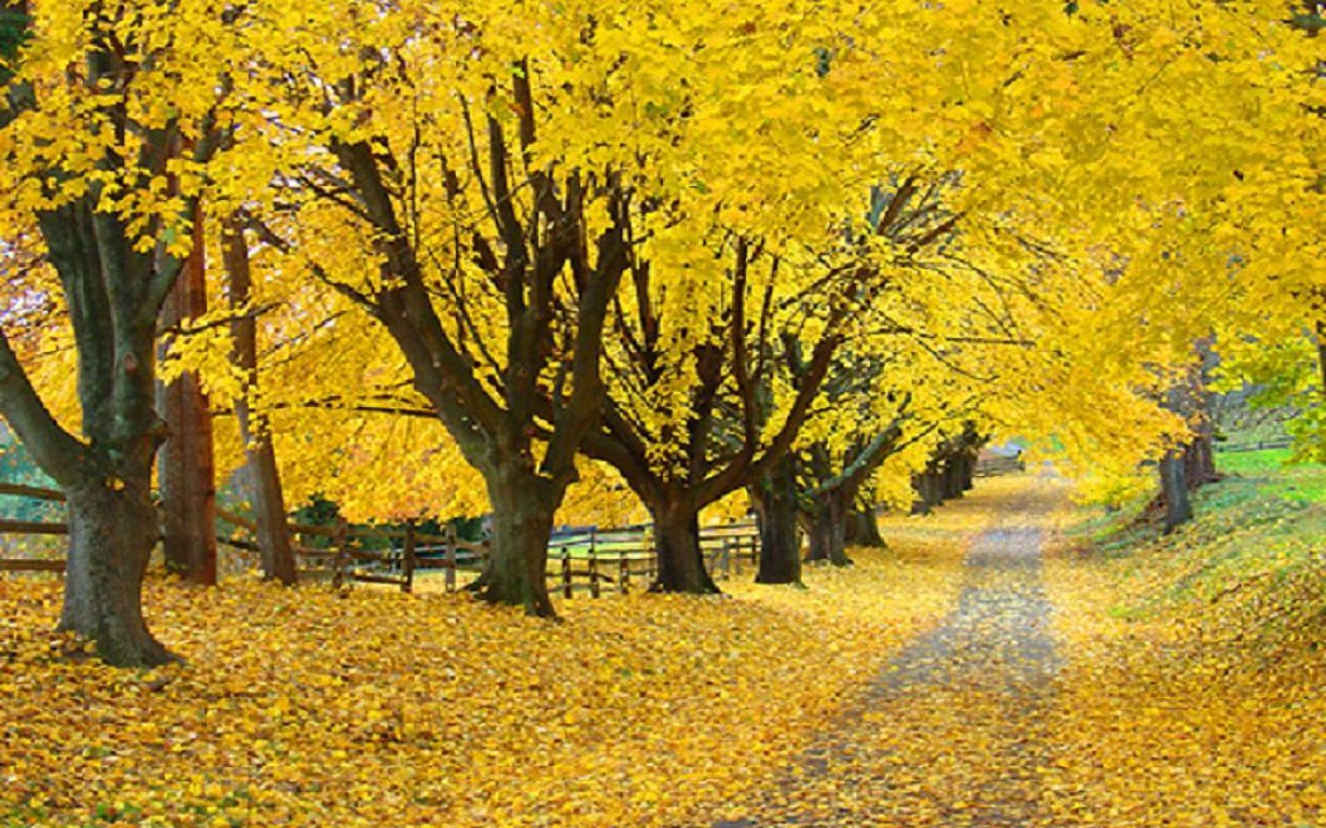 1920x1200 Maple Tree Wallpaper