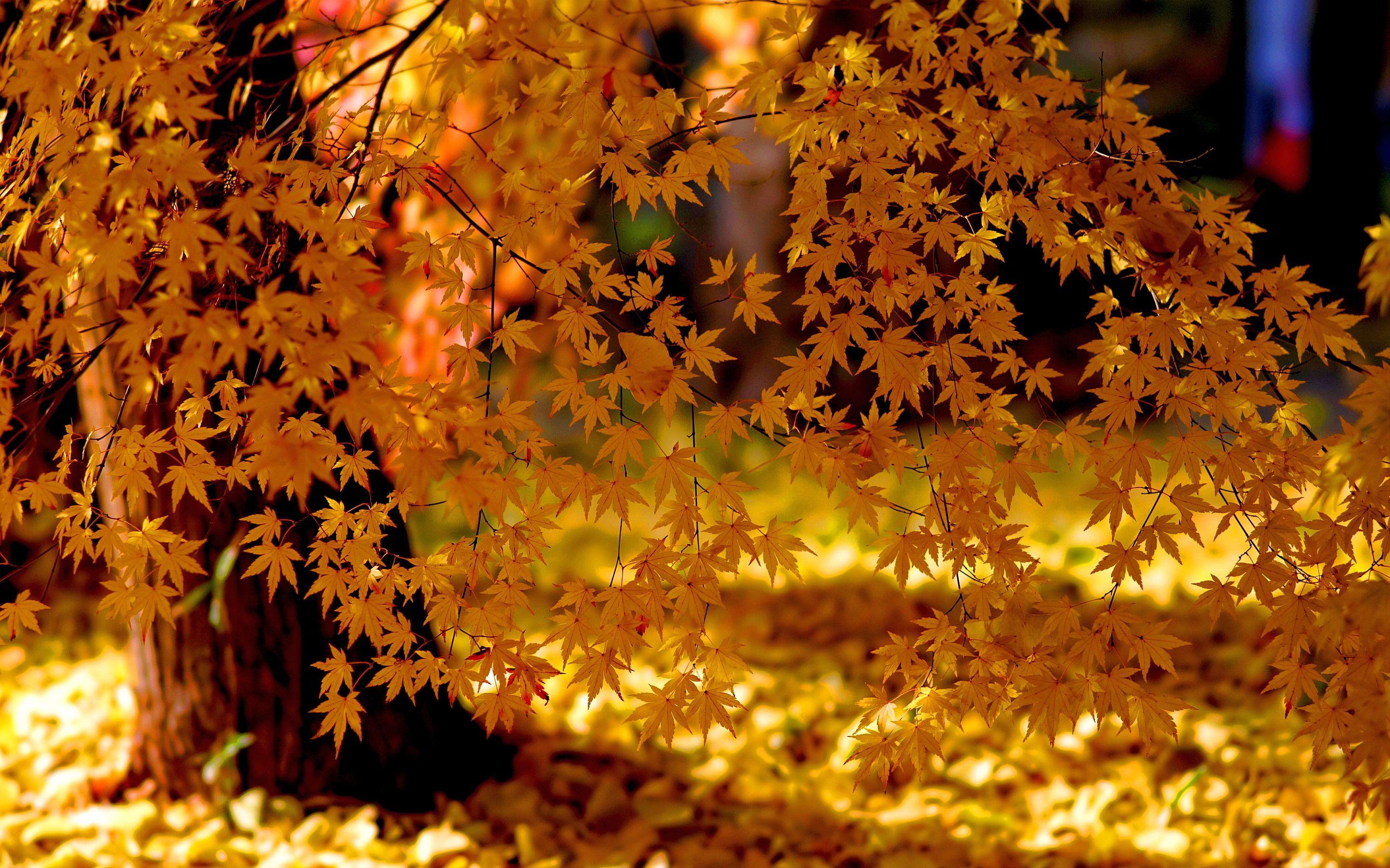 2880x1800 Yellow autumn tree
