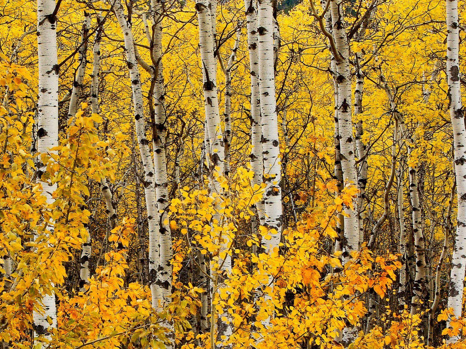 1600x1200 Fall Canada Tree Birch White Trees Yellow Leaves In Autumn Landscape Ultra HD Wallpaper For Desktop Laptop :