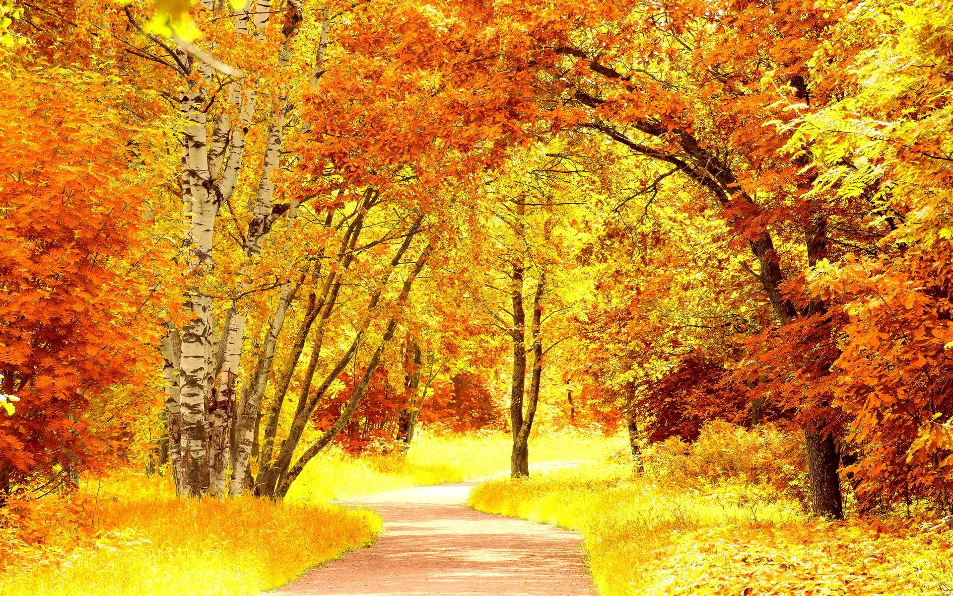 1920x1200 Red yellow autumn scenery wallpaperx1200