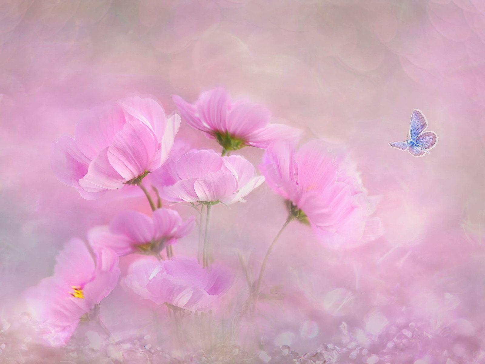 Flowers Painting Wallpapers Top Free Flowers Painting Backgrounds