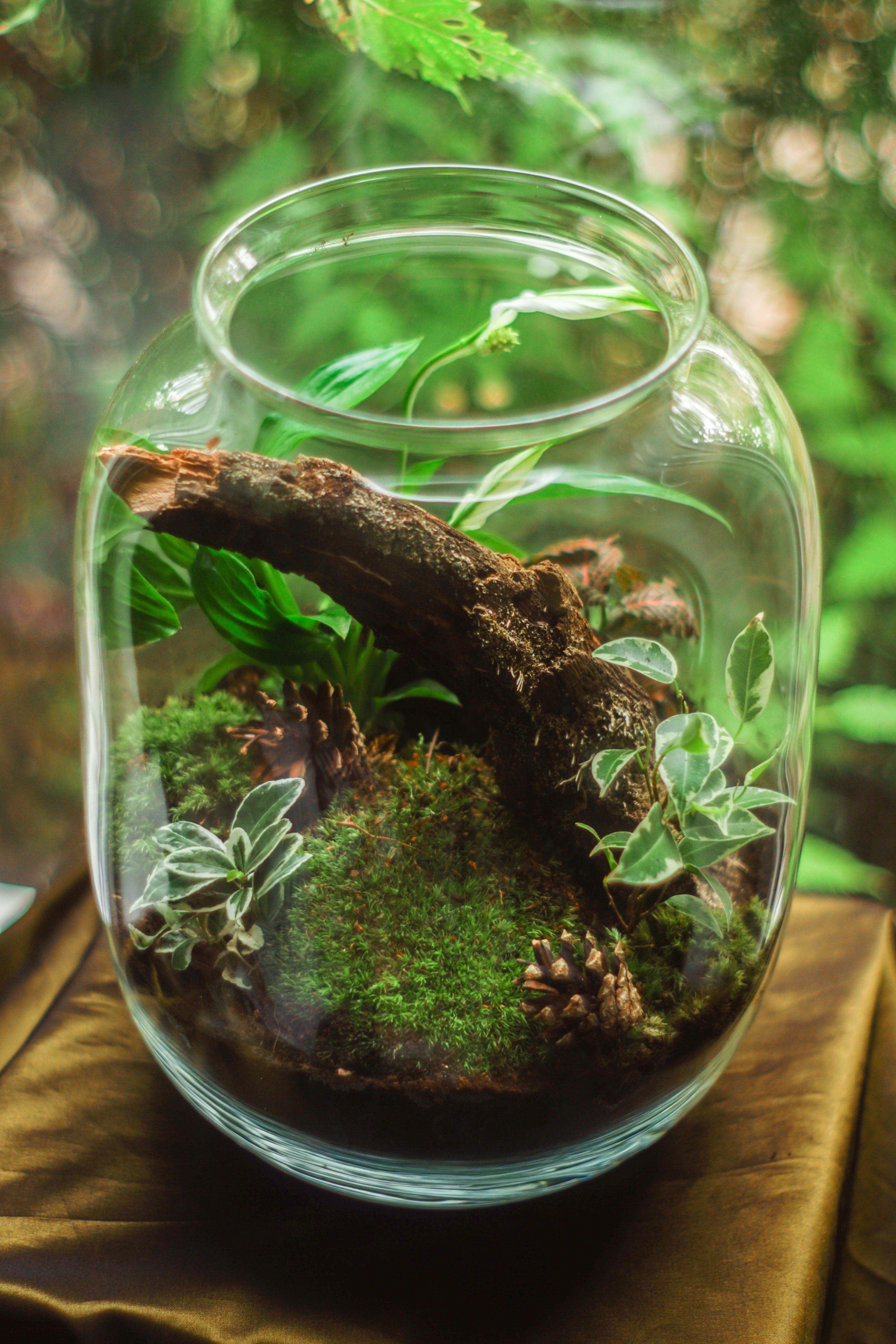 4000x6000 Terrarium in Clear Glass Jar · Free