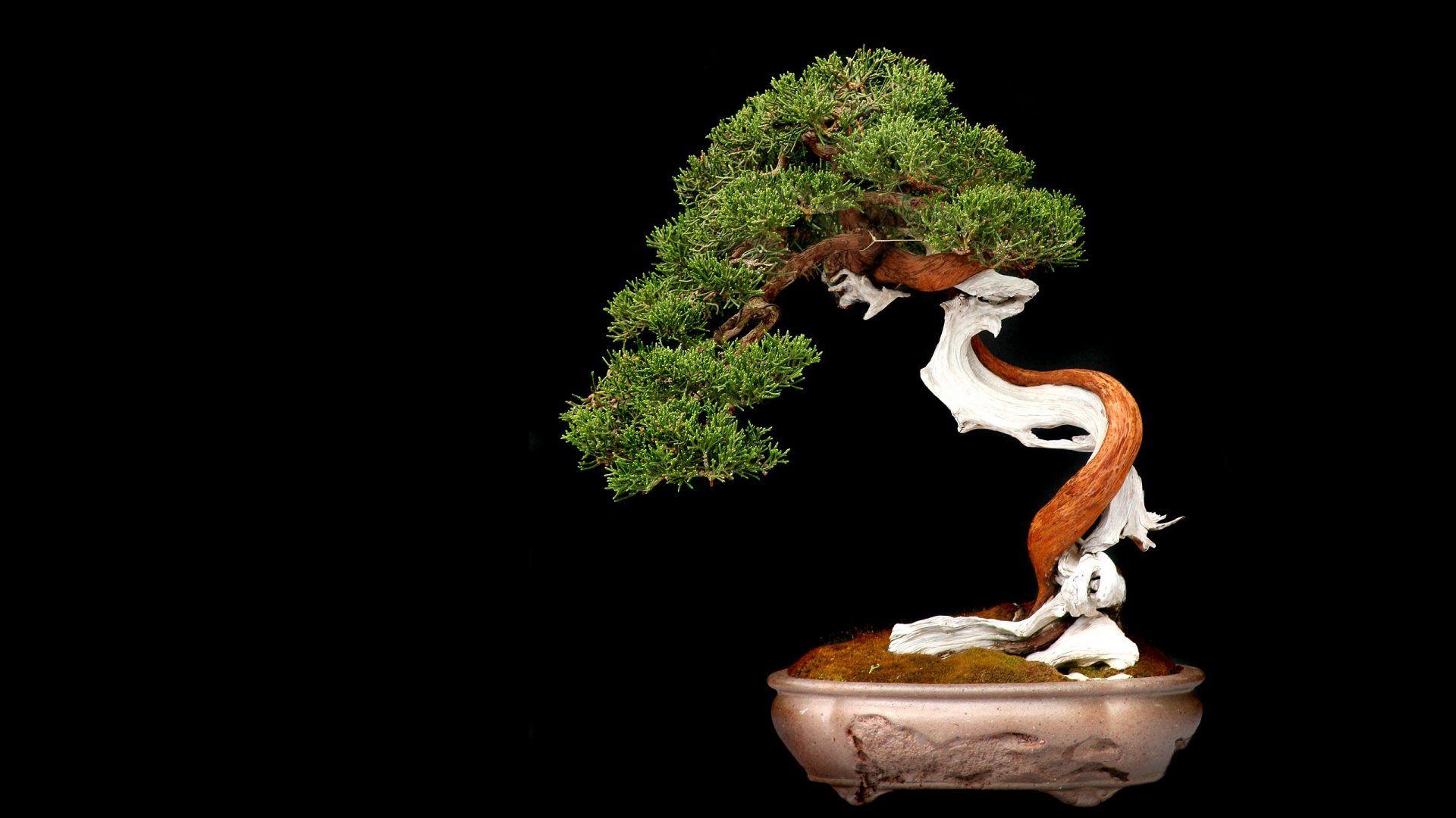1920x1080 Bonsai Tag wallpaper: Ponds Bonsai Free Animated Nature Wallpaper