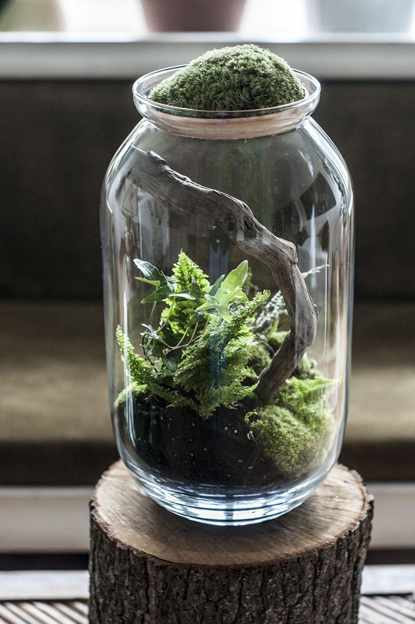 Terrarium Wallpapers - Top Free Terrarium Backgrounds - WallpaperAccess