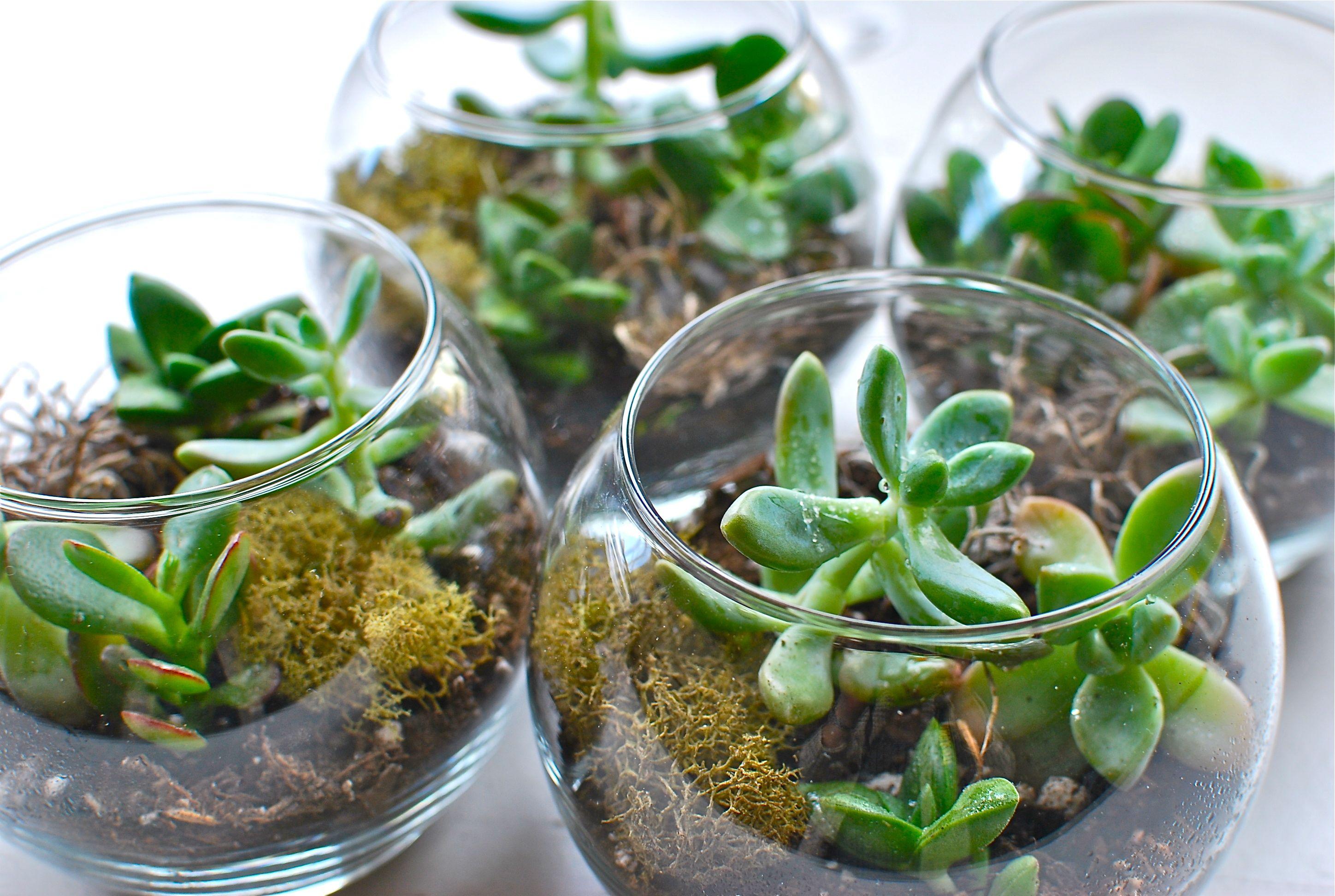 2896x1944 Diy Terrariums // Woodwhitedesign Blog HD Wallpaper