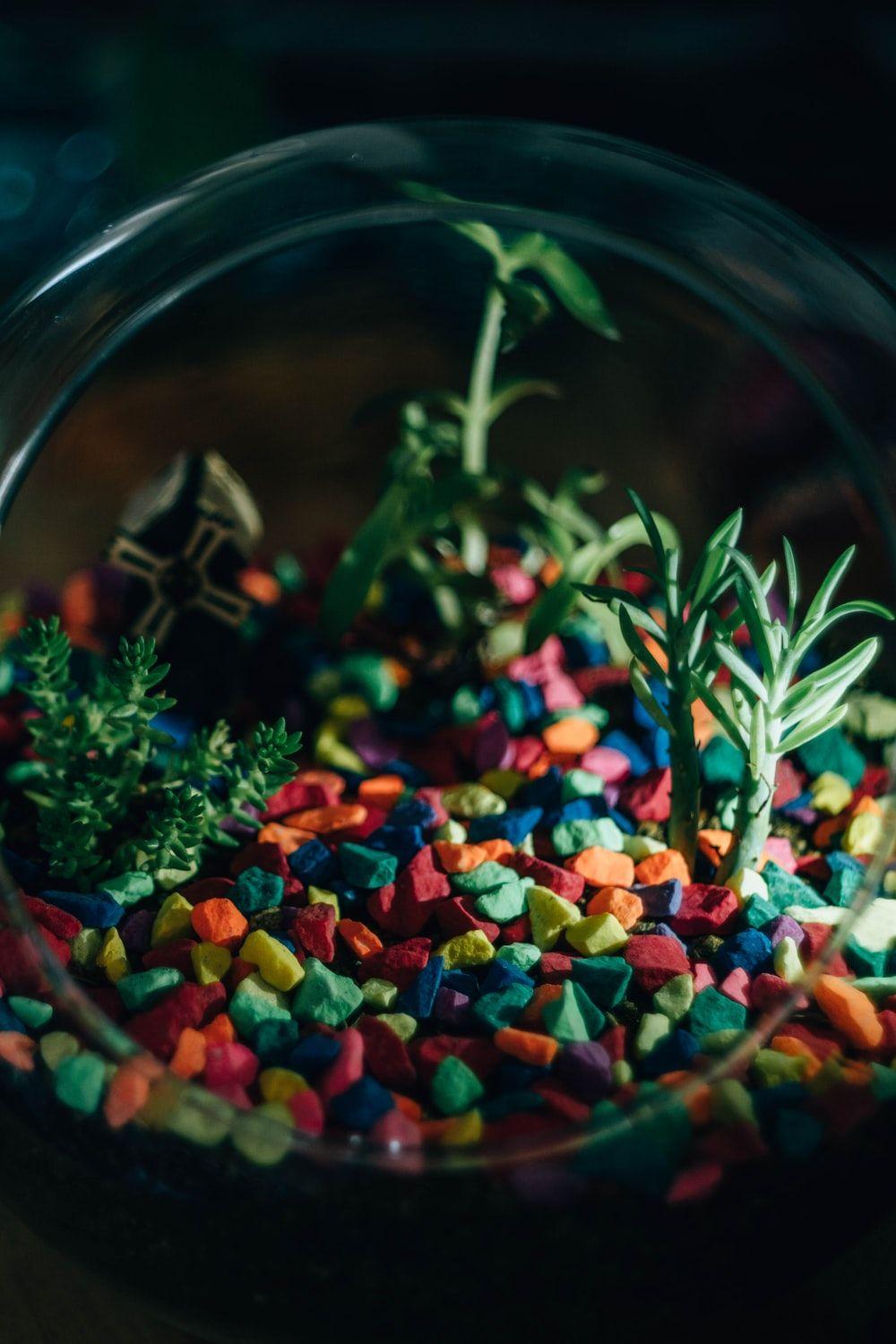 1000x1500 Best Terrarium Picture [HD]. Download Free Image