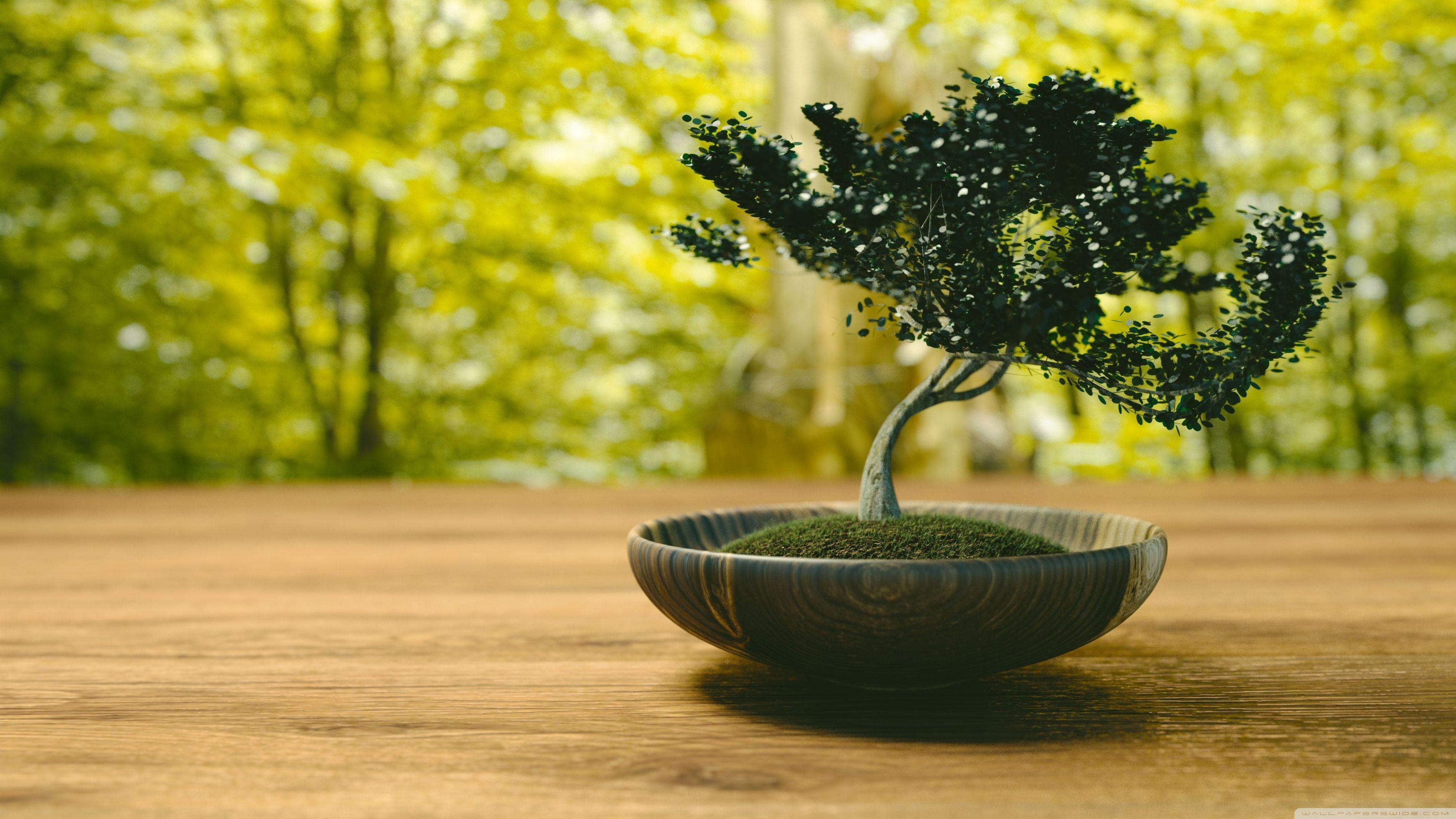 Bonsai Desktop Wallpapers - Top Free Bonsai Desktop Backgrounds