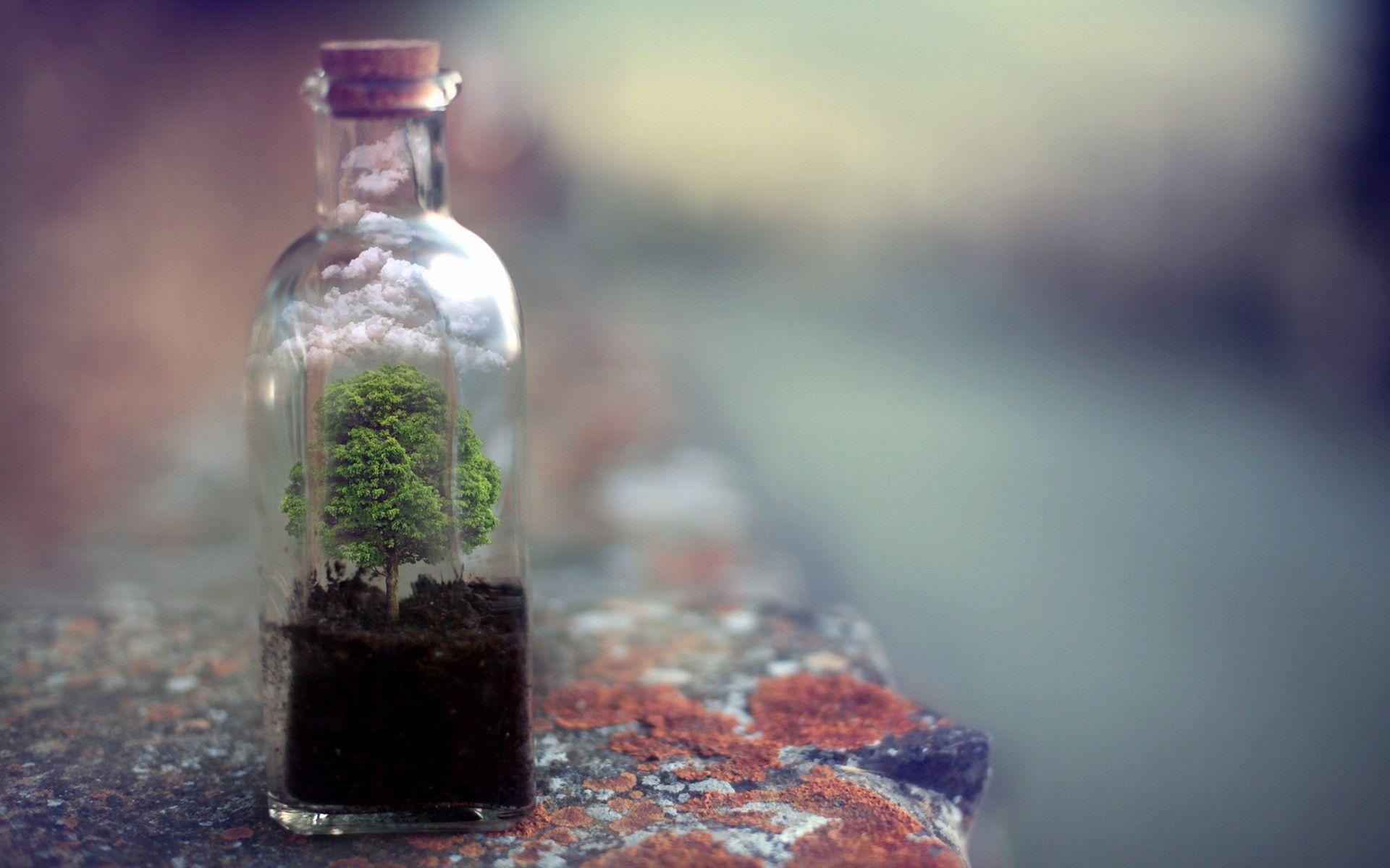 Terrarium Wallpapers Top Free Terrarium Backgrounds WallpaperAccess