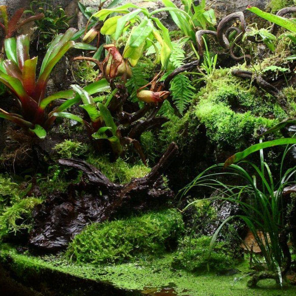 1000x1000 Build a Rainforest Terrarium. ARCAmazon. Alliance for Research and Conservation in the Amazon
