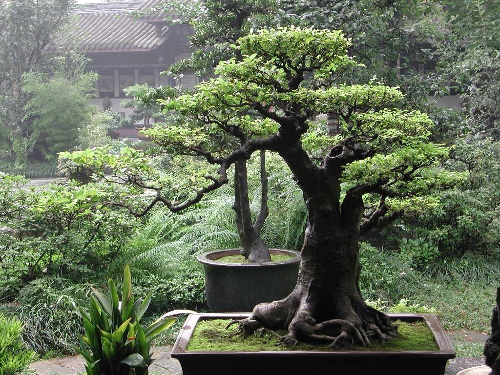 1024x768 Misc: Bonsai Best Caring Ways Desktop Wallpaper for HD 16:9 High
