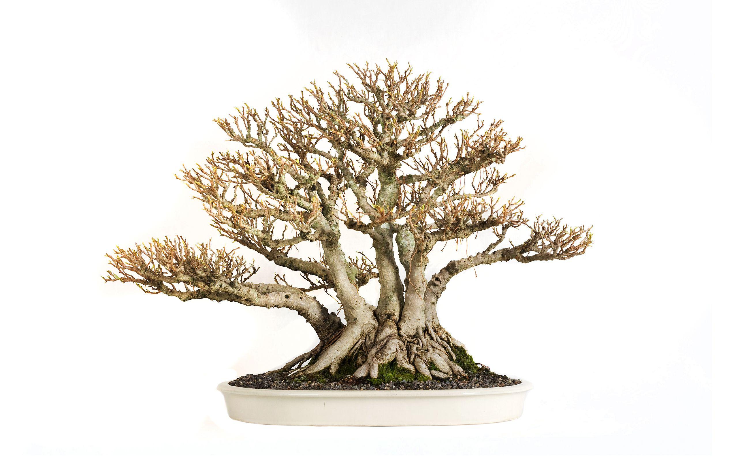 2560x1600 Bonsai Wallpaper Group (74)