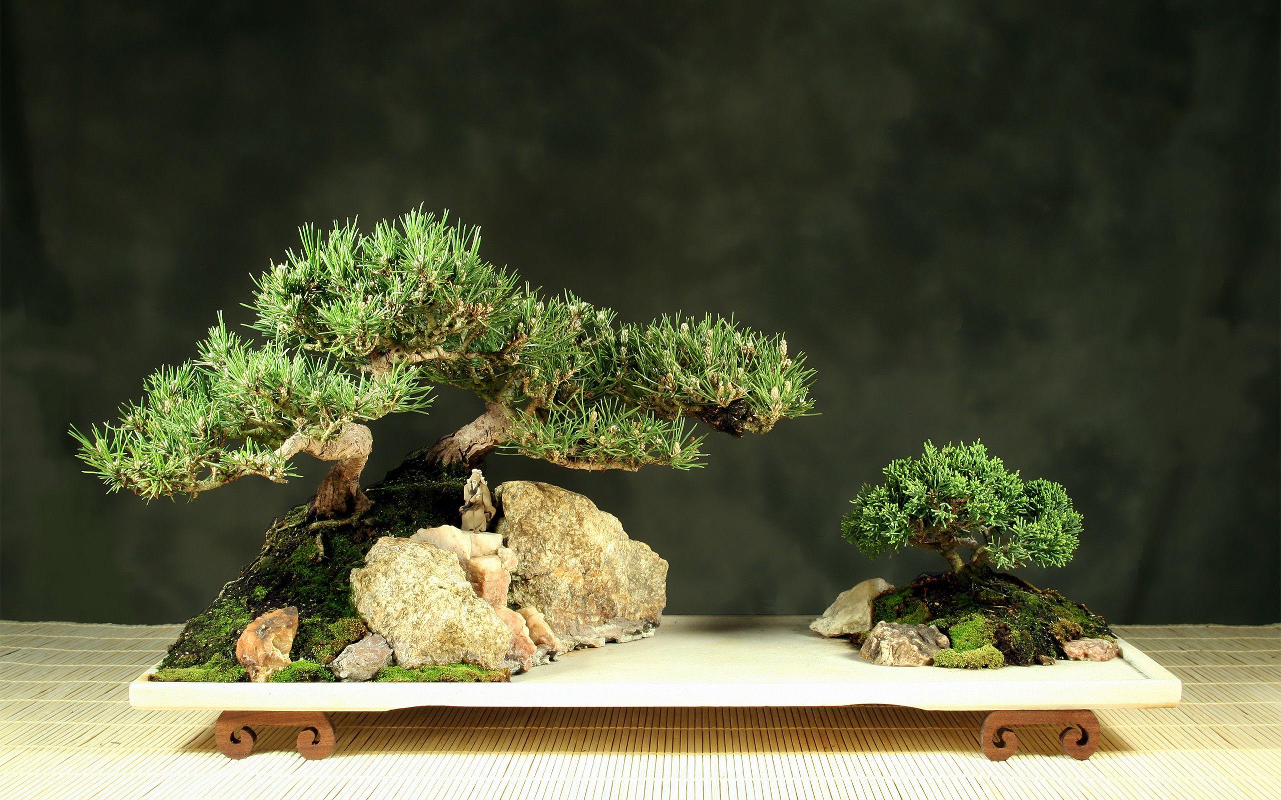 Bonsai Desktop Wallpapers - Top Free Bonsai Desktop Backgrounds