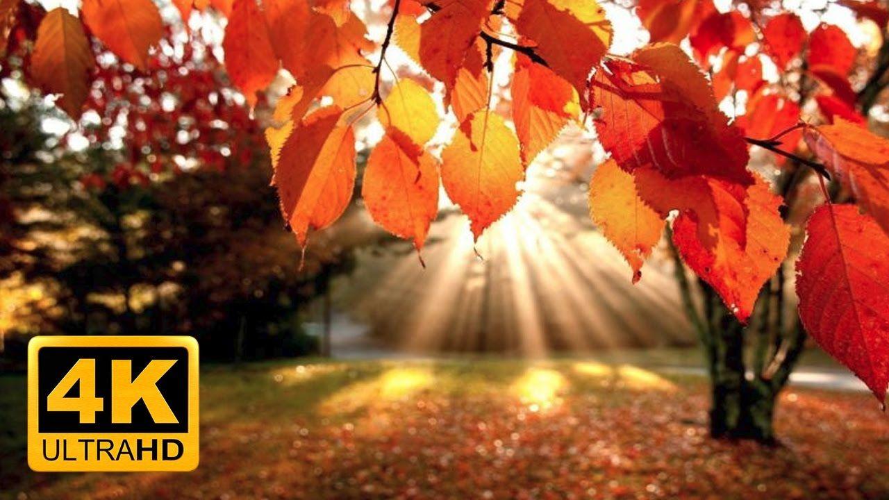 1280x720 4K Autumn Forest & Relaxing Piano Music Fall Leaf Colors in 4K UHD Hours. Autumn leaves wallpaper, Fall wallpaper, Autumn landscape