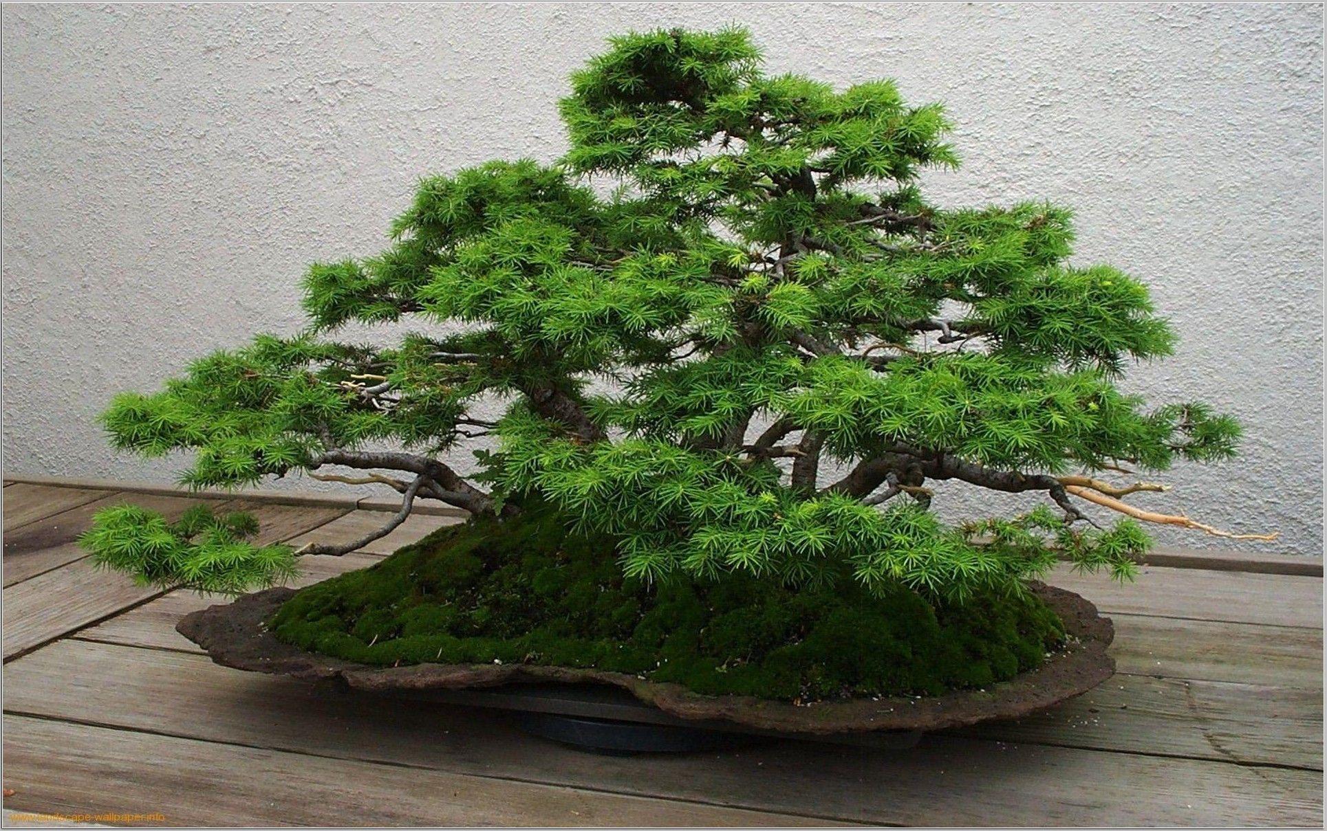 Bonsai. Бонсай кабудати. Банзай дерево. Бонсай Япония. Банзай китайское дерево.