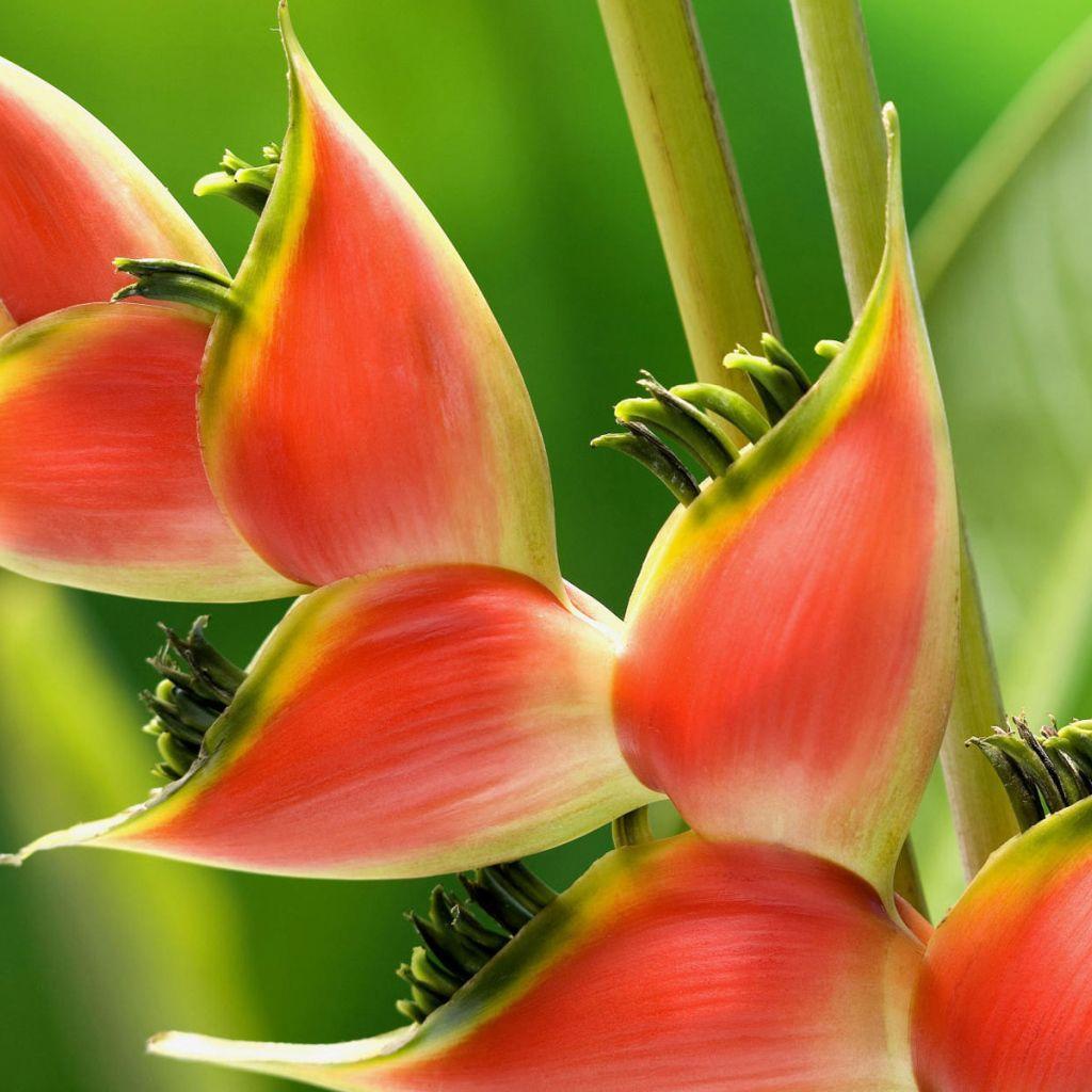 1024x1024 Beautiful plant Desktop wallpaper 1024x1024