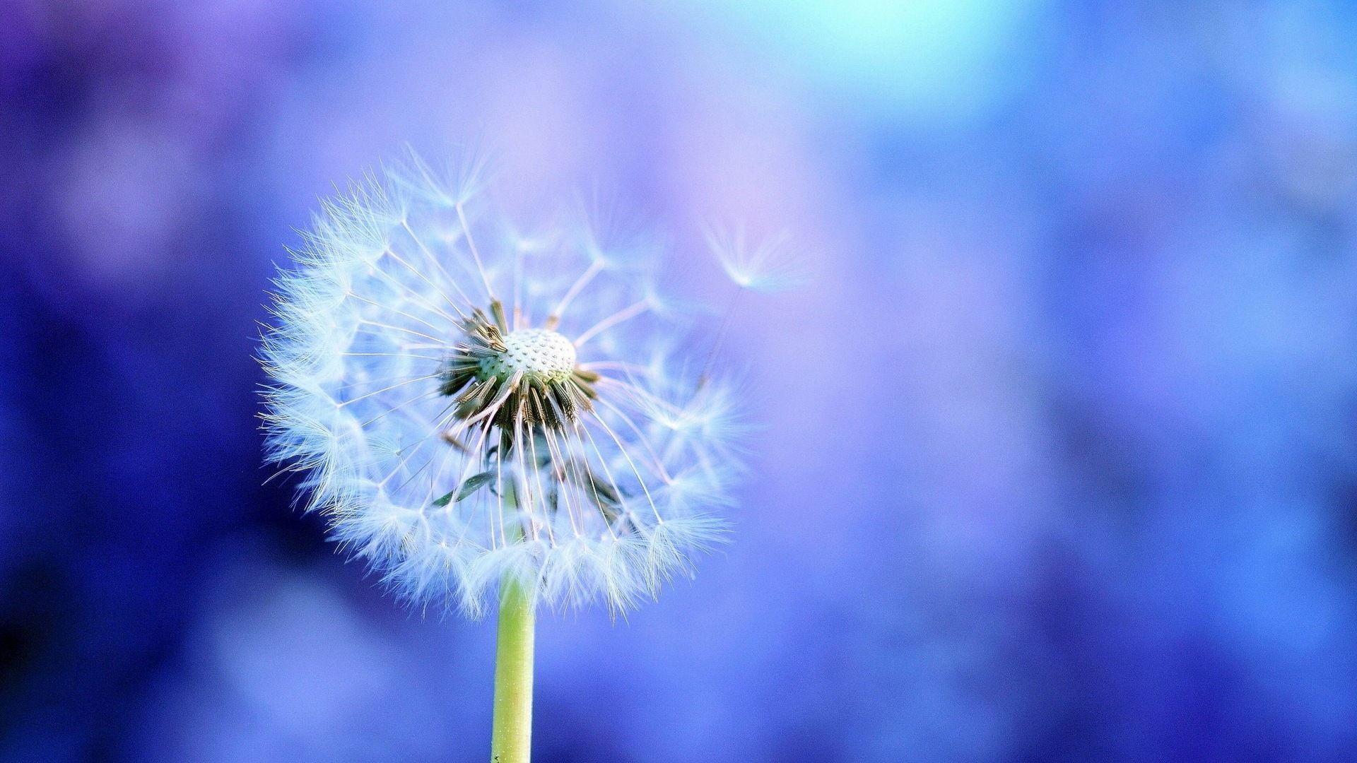 1920x1080 Beautiful Plants Close Up, Dandelion HD Wallpaper Wallpaper Download Plants Close Up, Dandelion HD Wallpaper Wallpaper Wallpaper Site