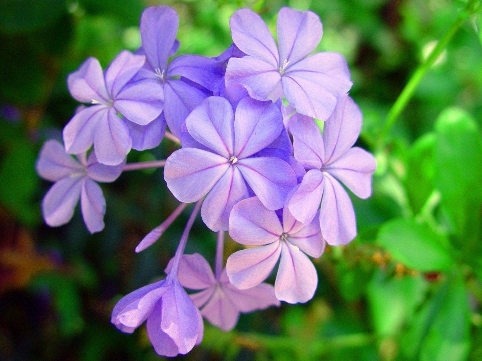 1600x1200 flowers, Nature, Plant, Beautiful, Green, Flower Wallpaper HD / Desktop and Mobile Background