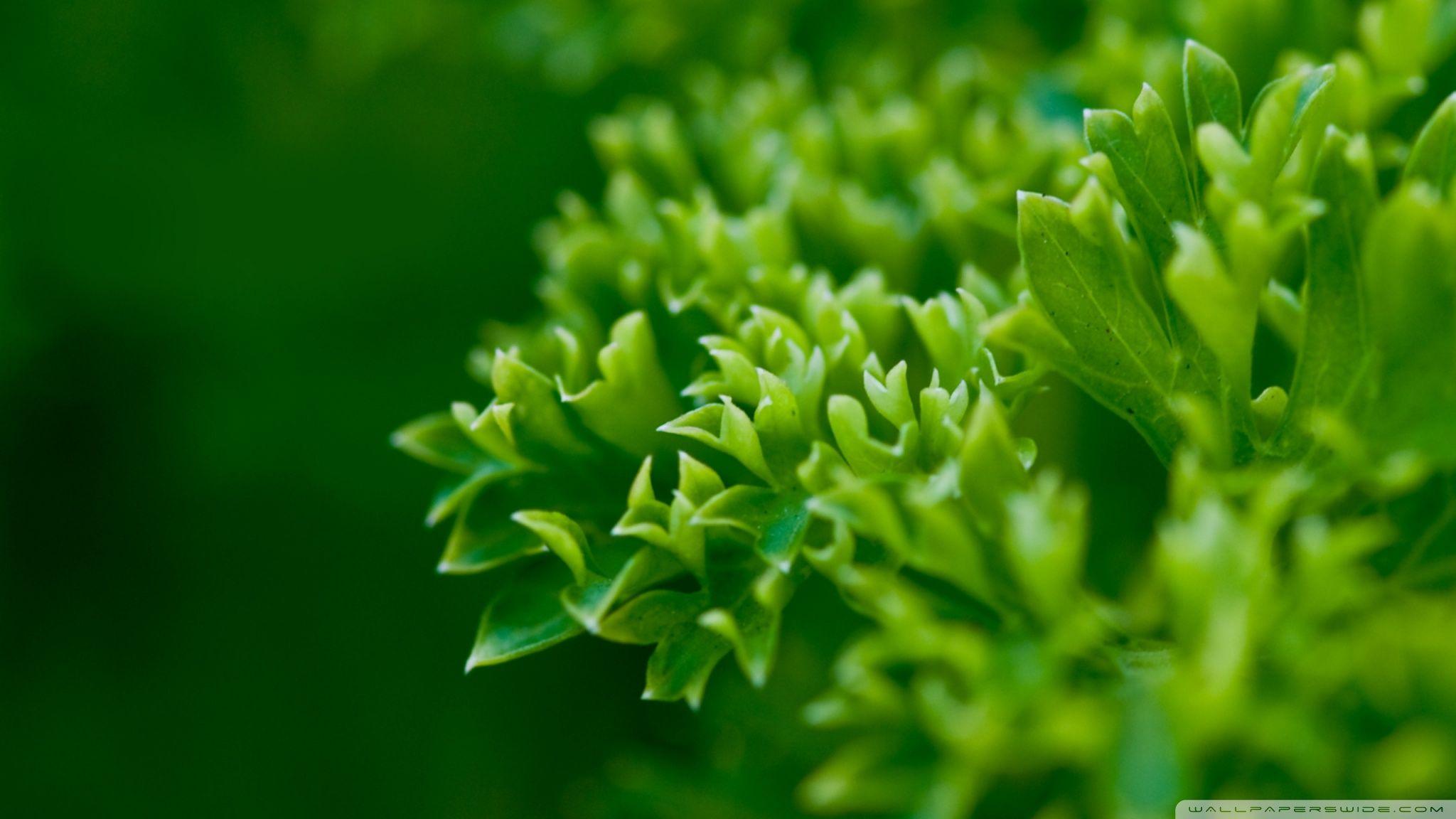 2048x1152 Green Plant Leaves, Macro Ultra HD Desktop Background Wallpaper for 4K UHD TV : Multi Display, Dual Monitor : Tablet