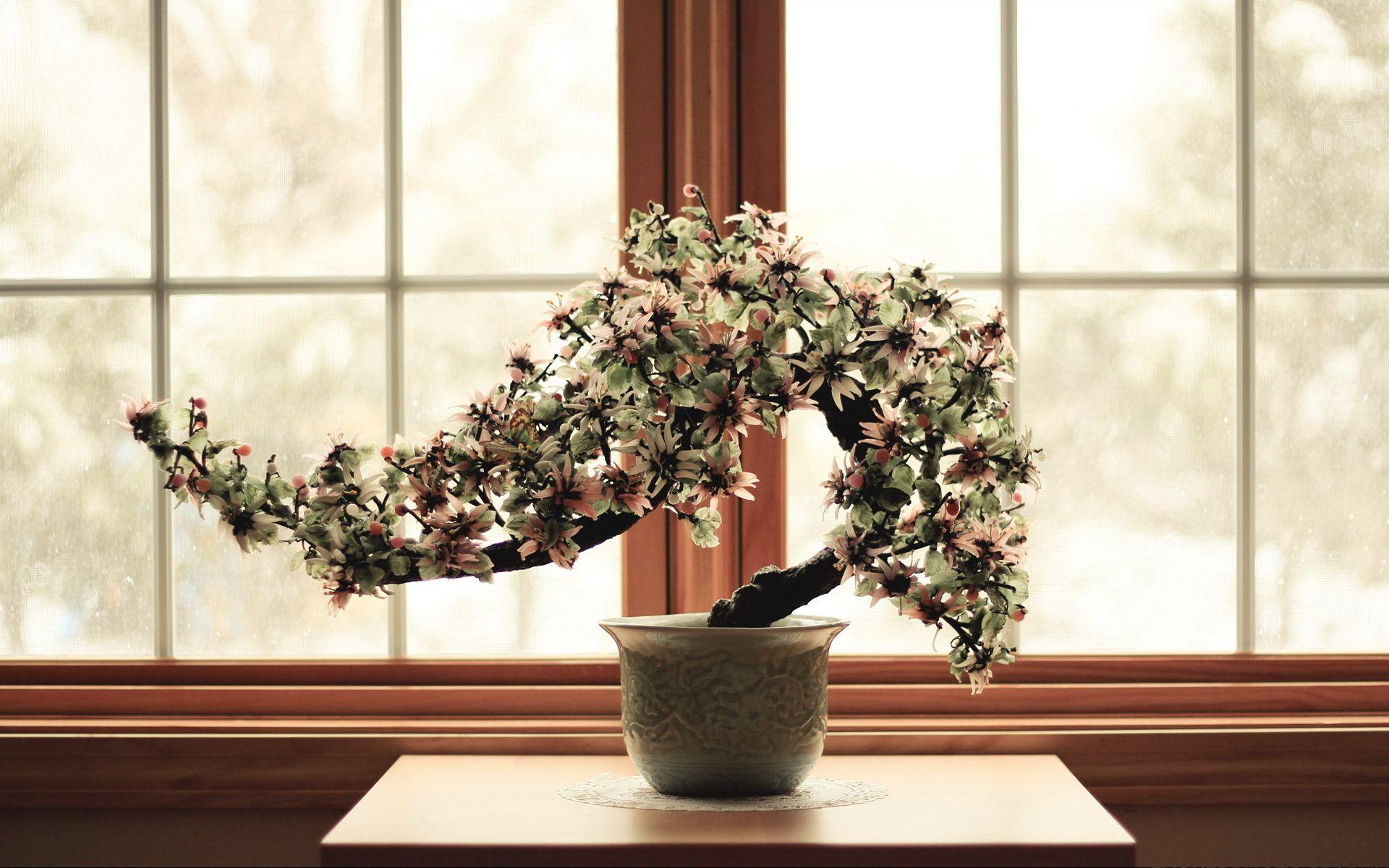 1920x1200 Wallpaper bonsai, tree, pot, box, plant desktop wallpaper Nature