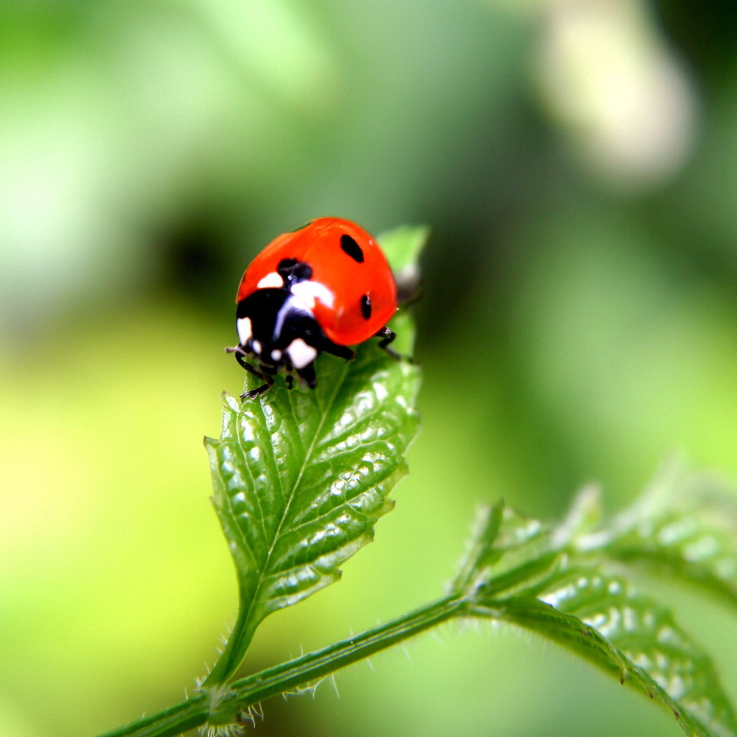 2524x2524 Beautiful ladybug on a green plant macro wallpaper