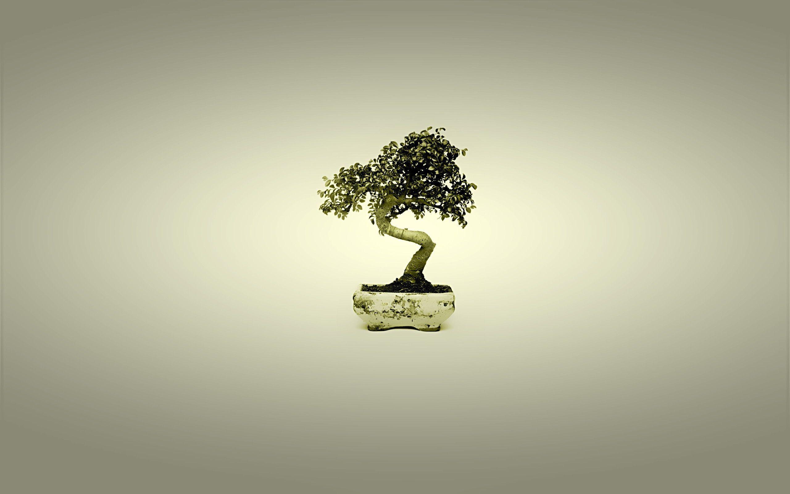 Zen Bonsai Wallpapers - Top Free Zen Bonsai Backgrounds - WallpaperAccess