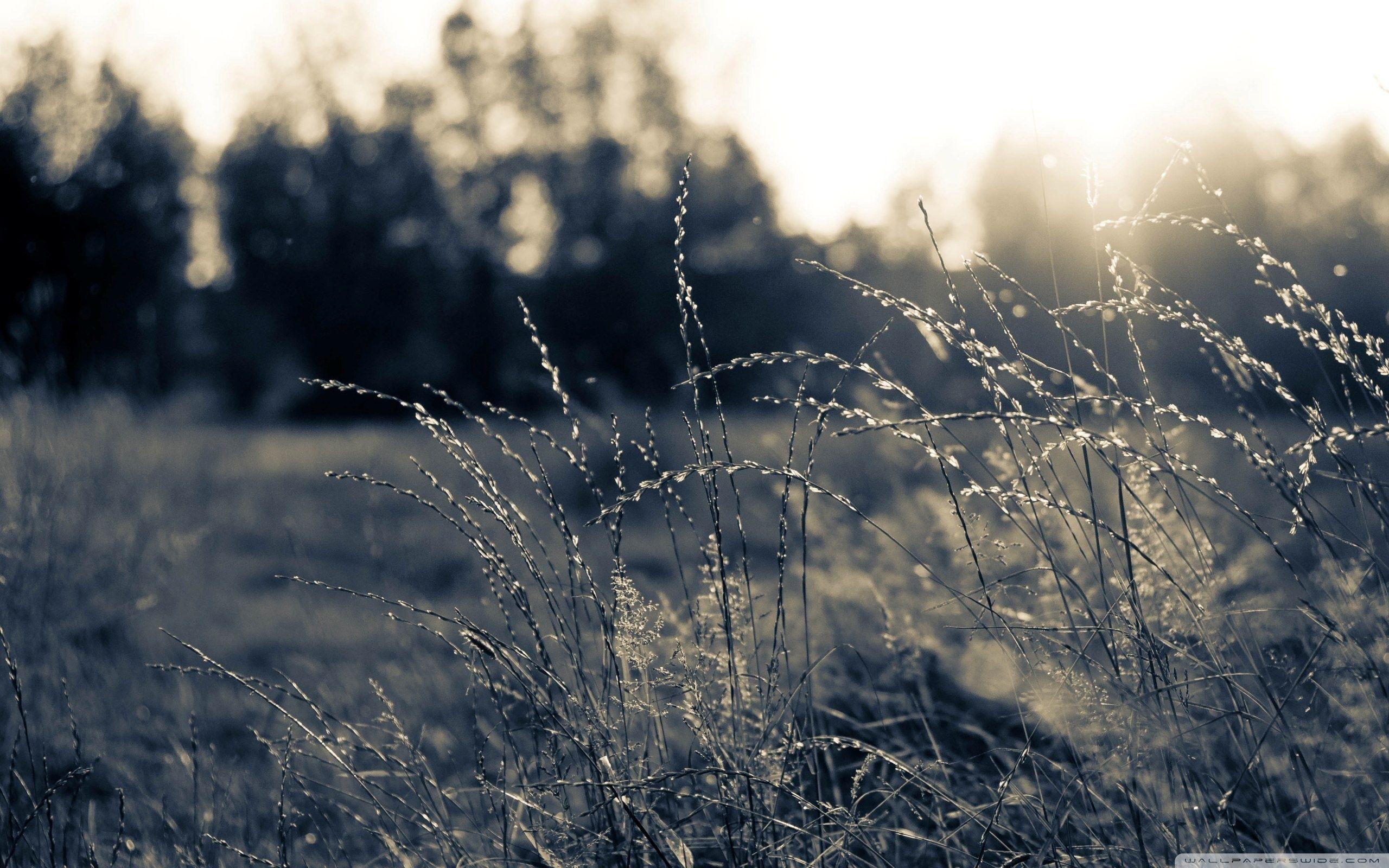 2560x1600 Summer Field, Black And White Ultra HD Desktop Background Wallpaper for 4K UHD TV : Multi Display, Dual Monitor : Tablet