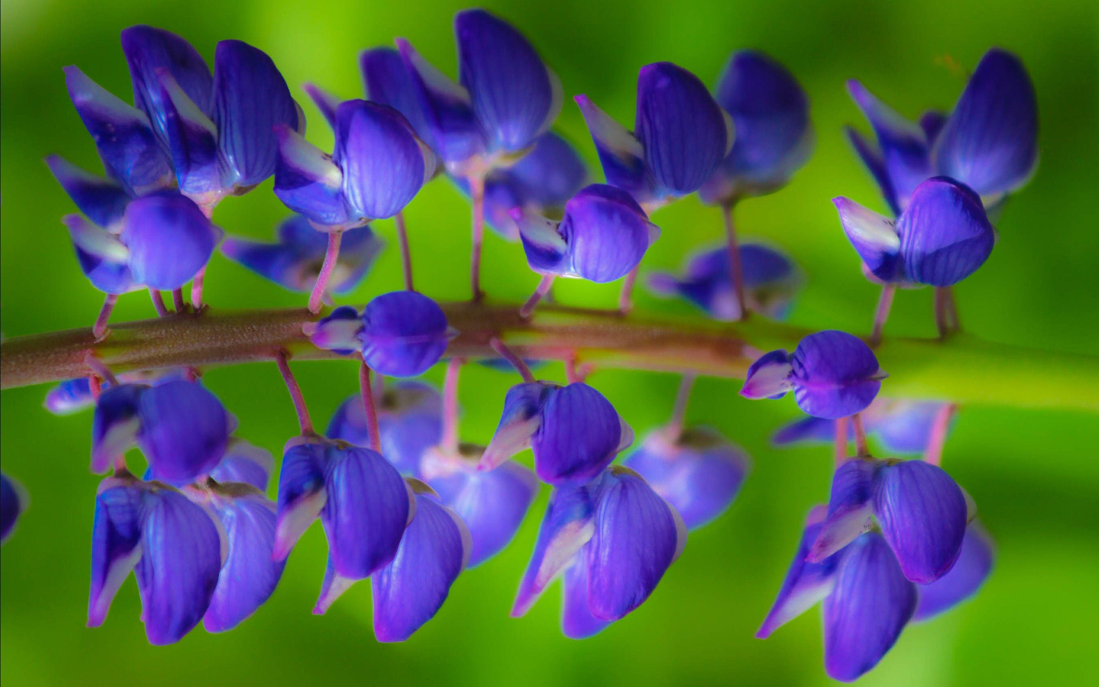 Beautiful Plant Wallpapers Top Free Beautiful Plant Backgrounds