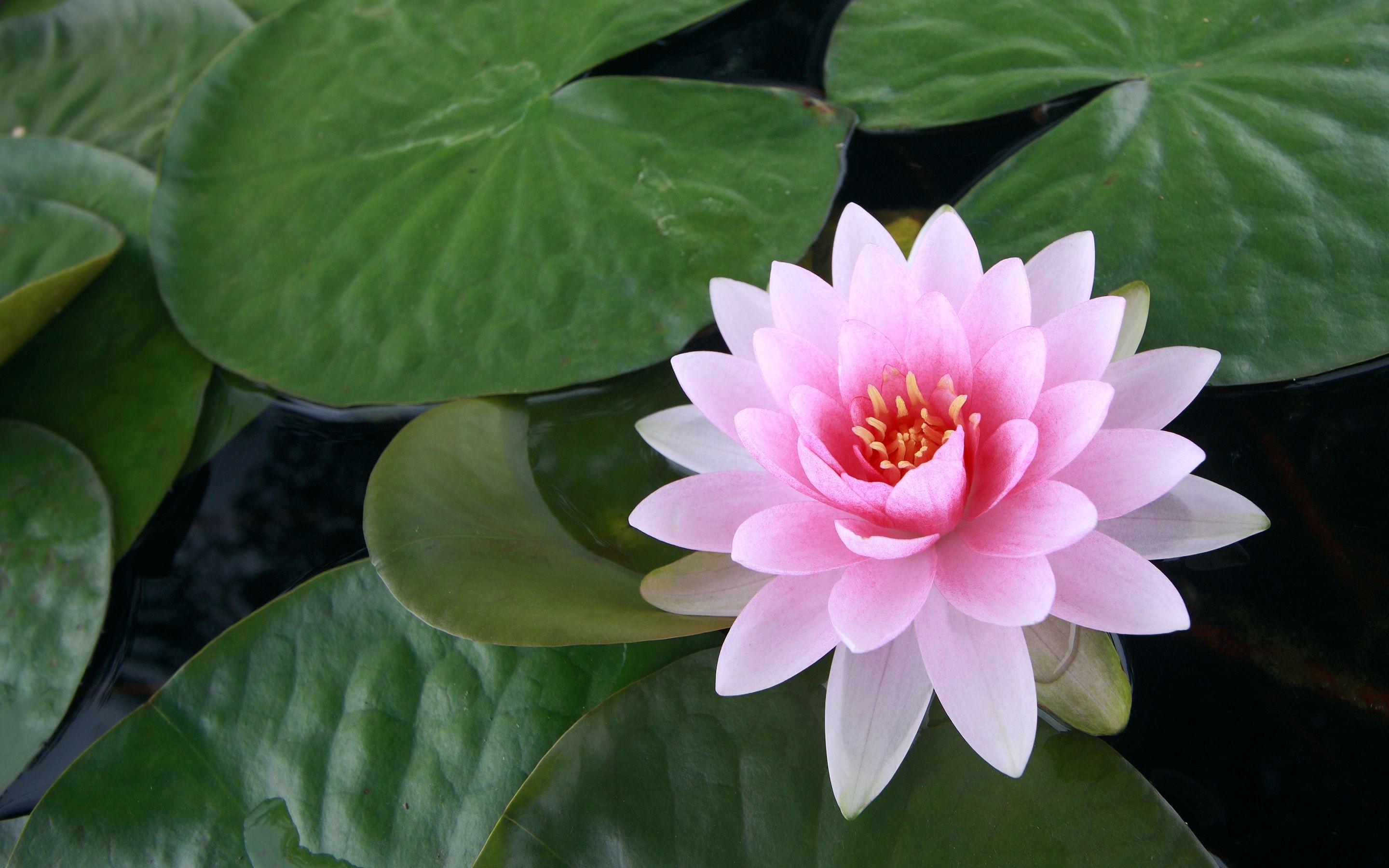 2880x1800 beautiful flower A7 Desktop Wallpaperk HD