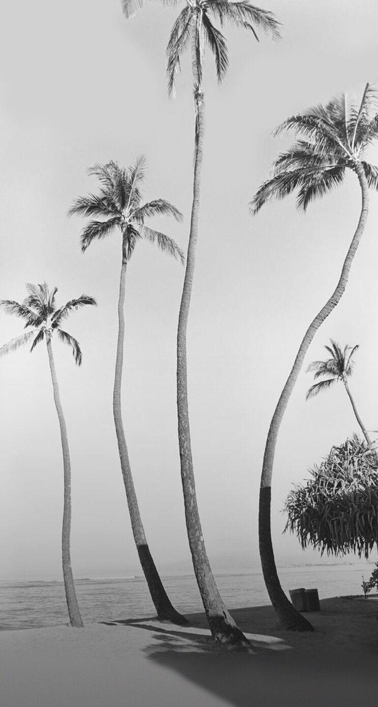 744x1392 Black and white palm trees iphone wallpaper. Beach wallpaper, Beach photography, Photo